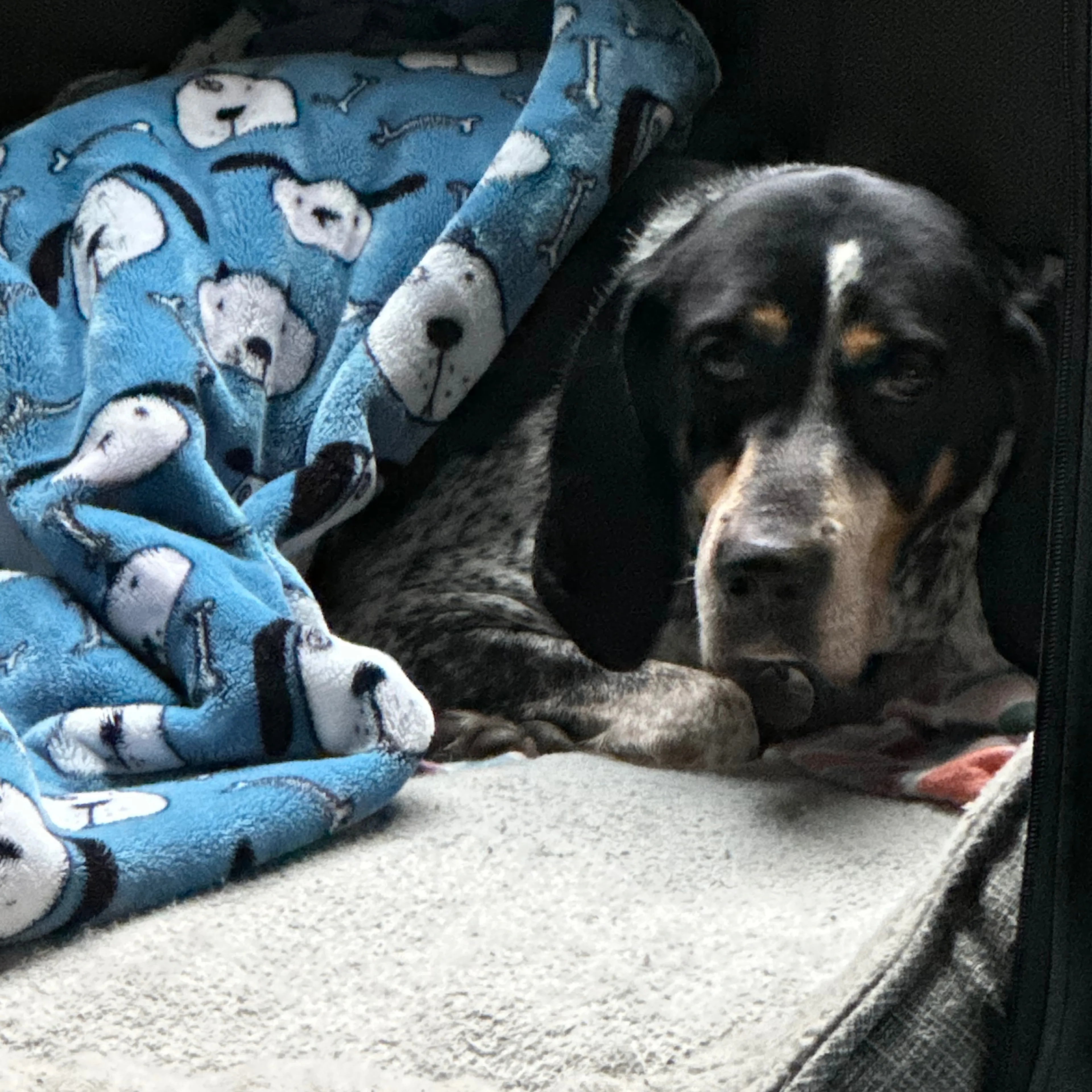 Lost pet-2