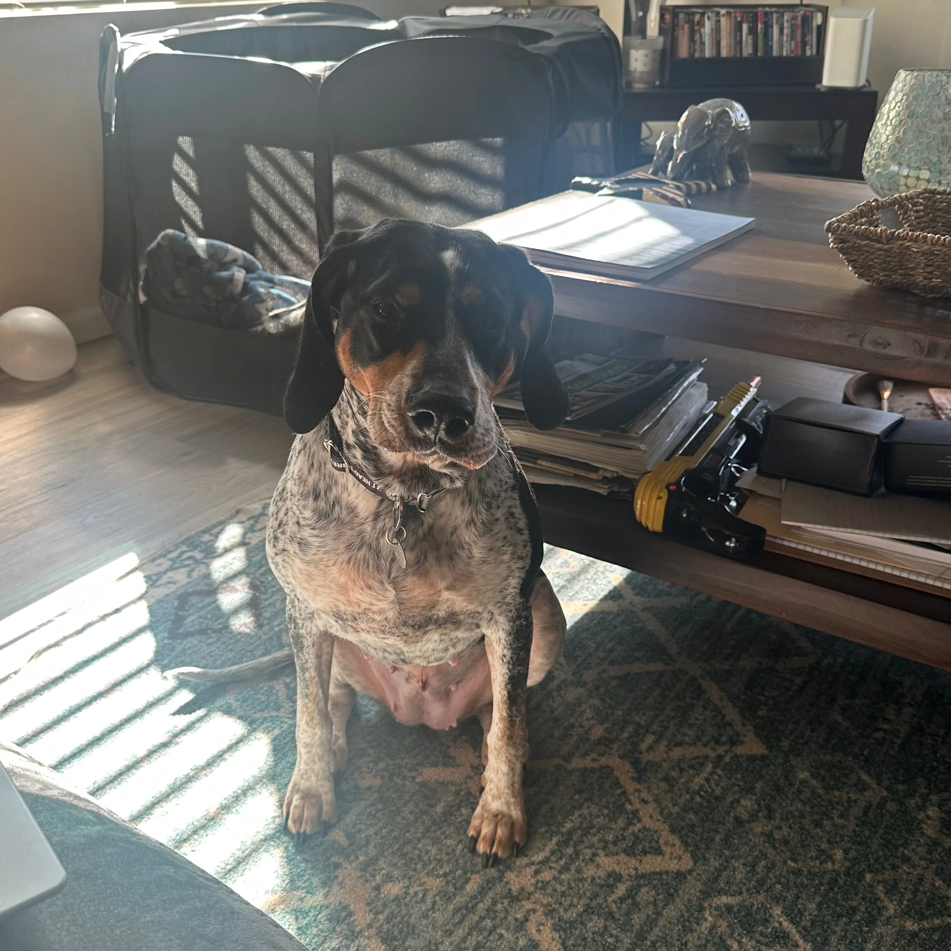 Lost pet-1