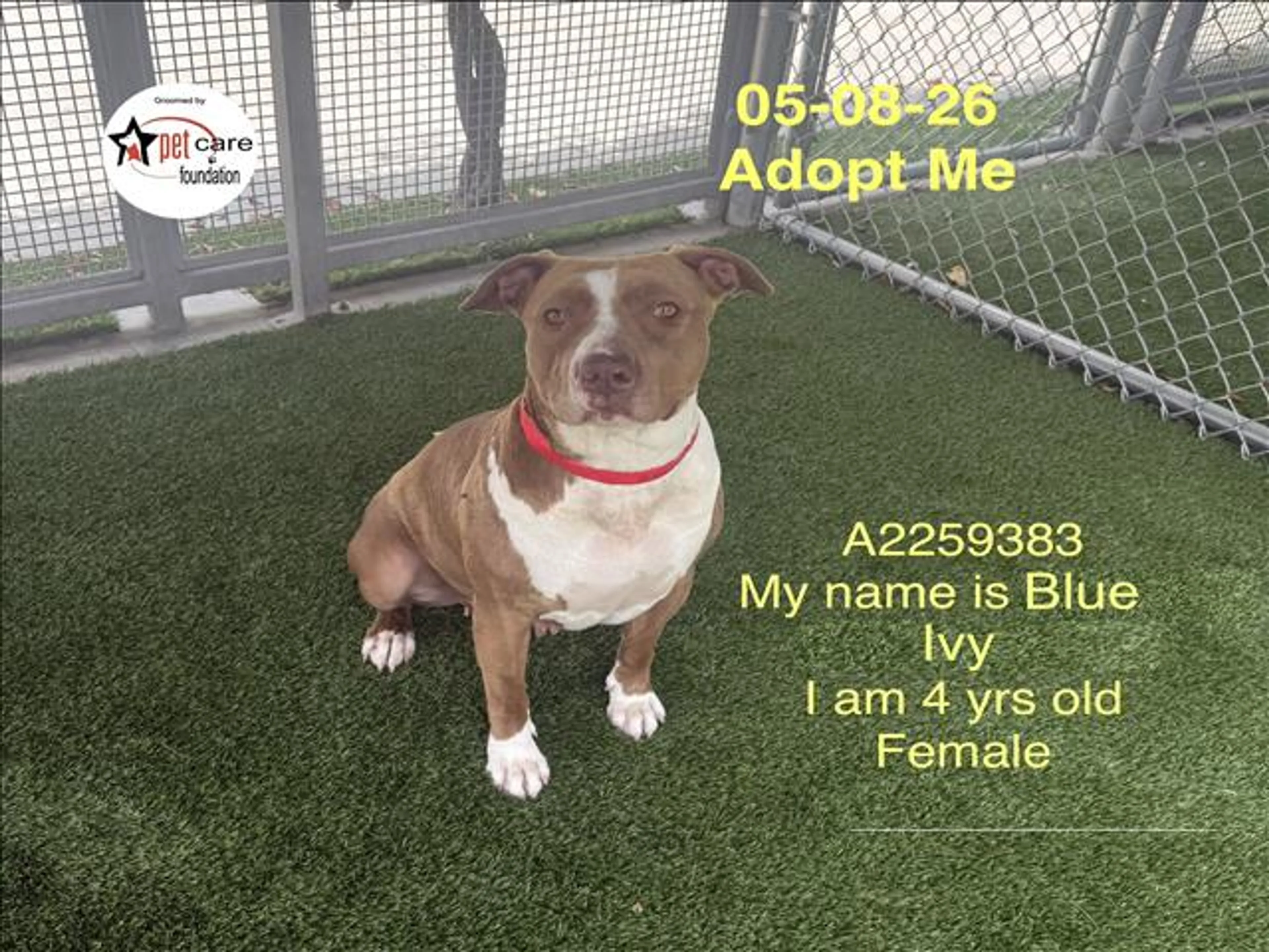 Found pet