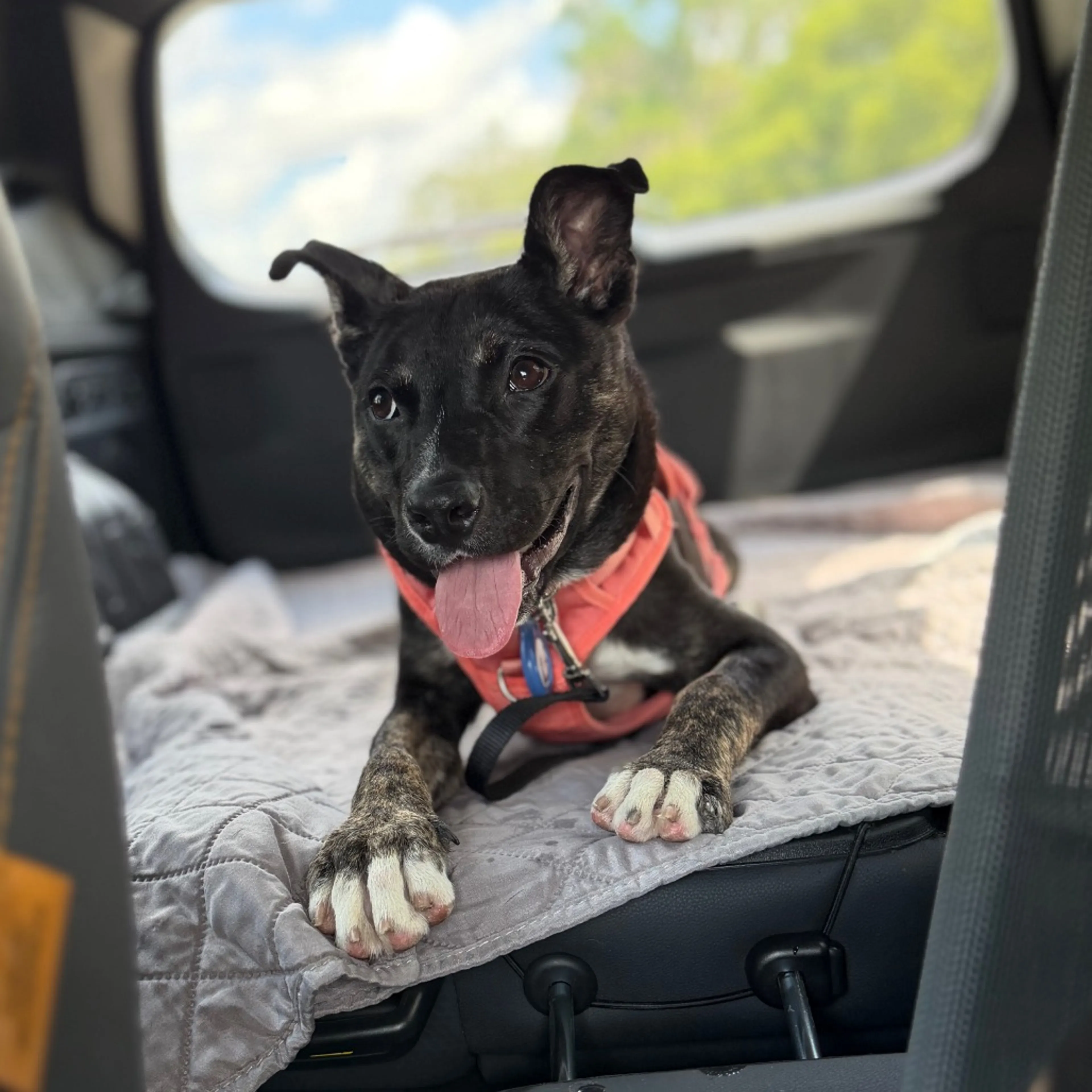 Found pet-2