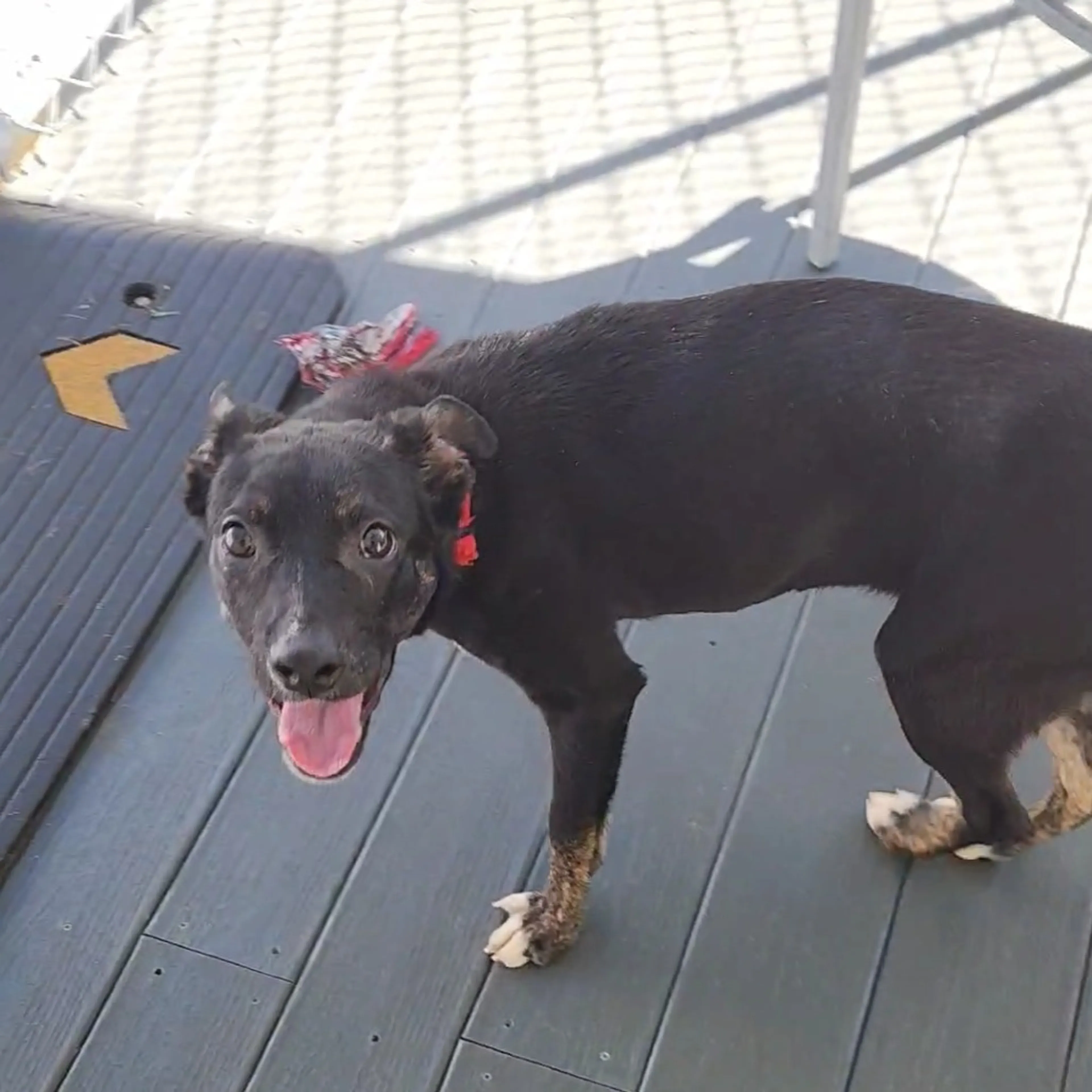 Found pet-1