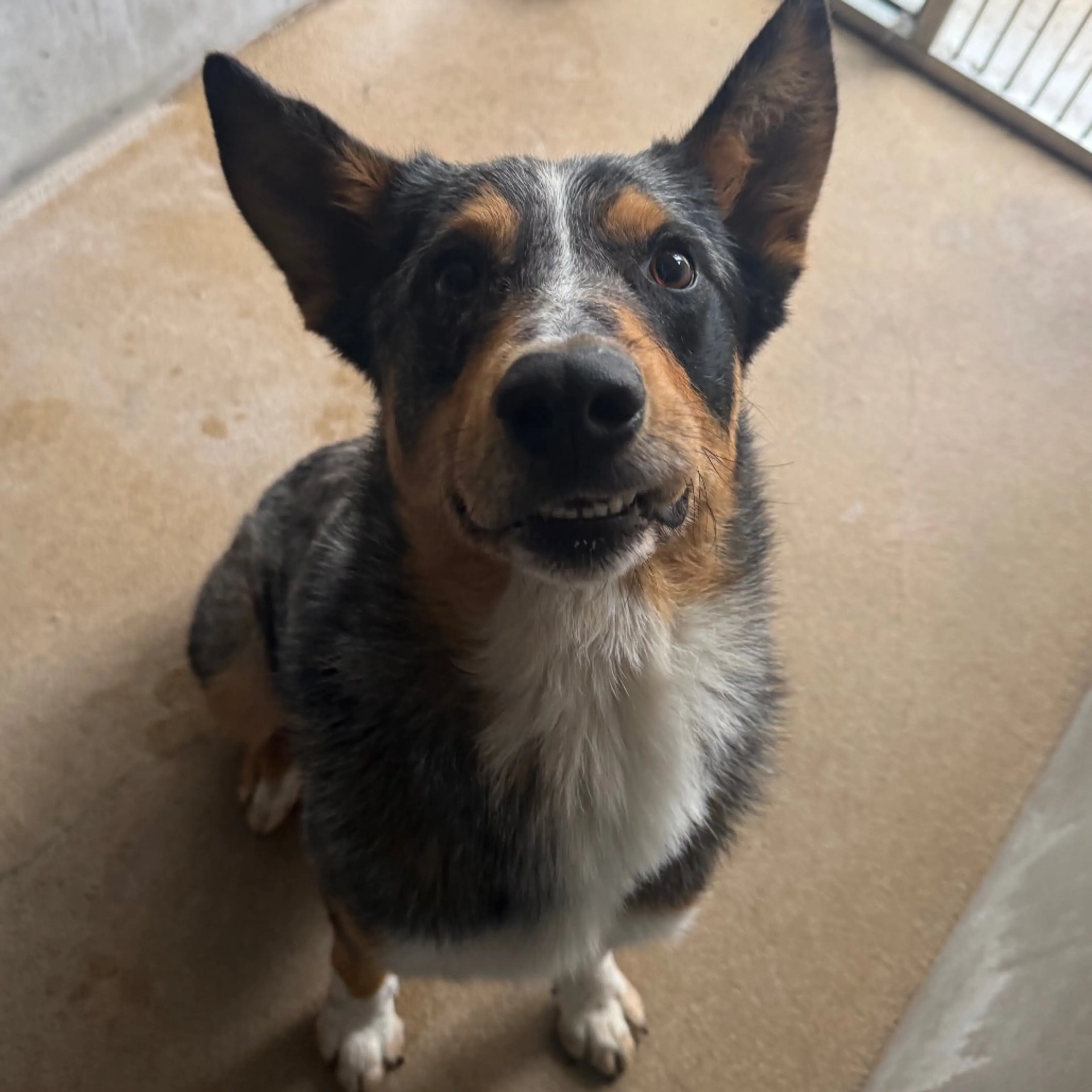Found pet-5