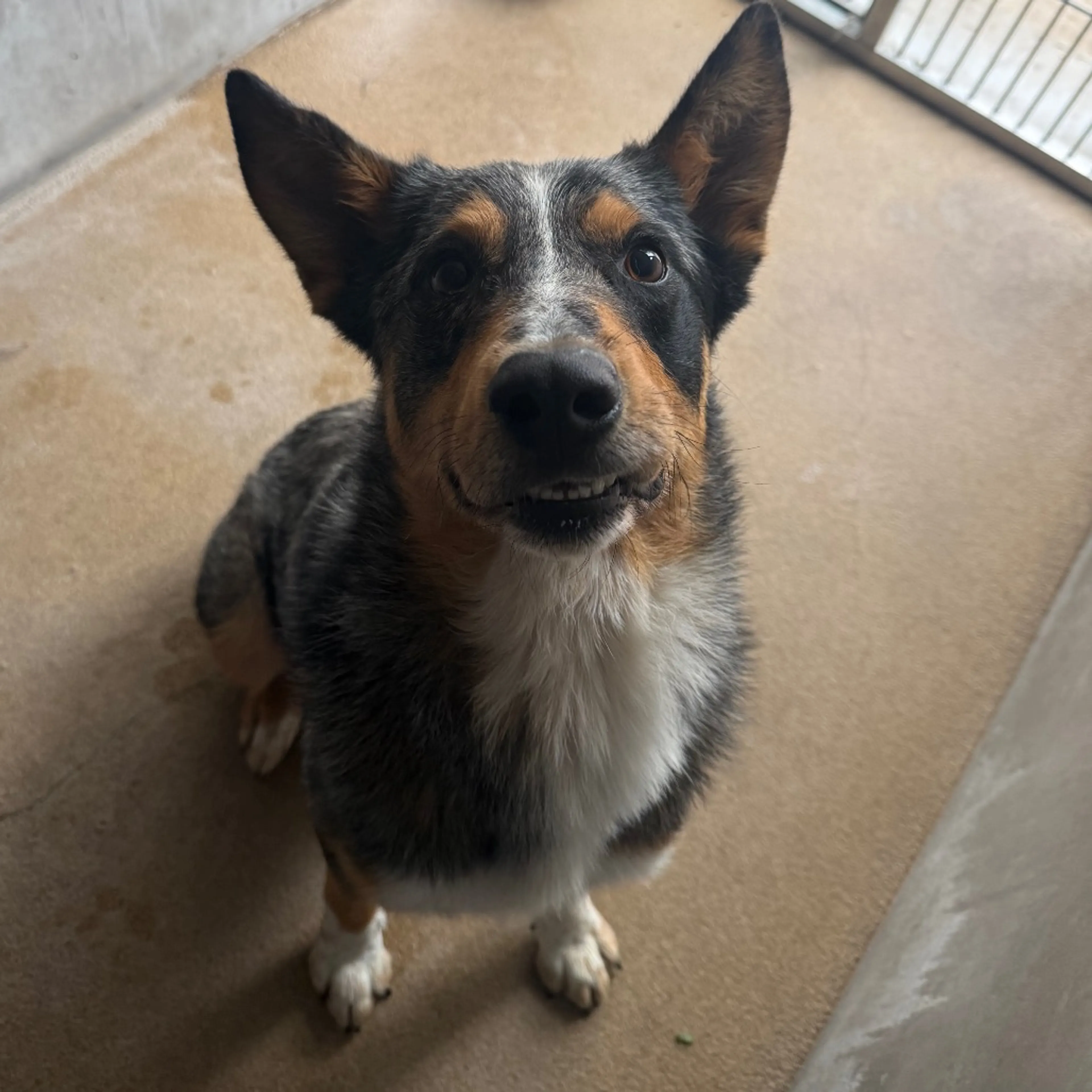 Found pet-6