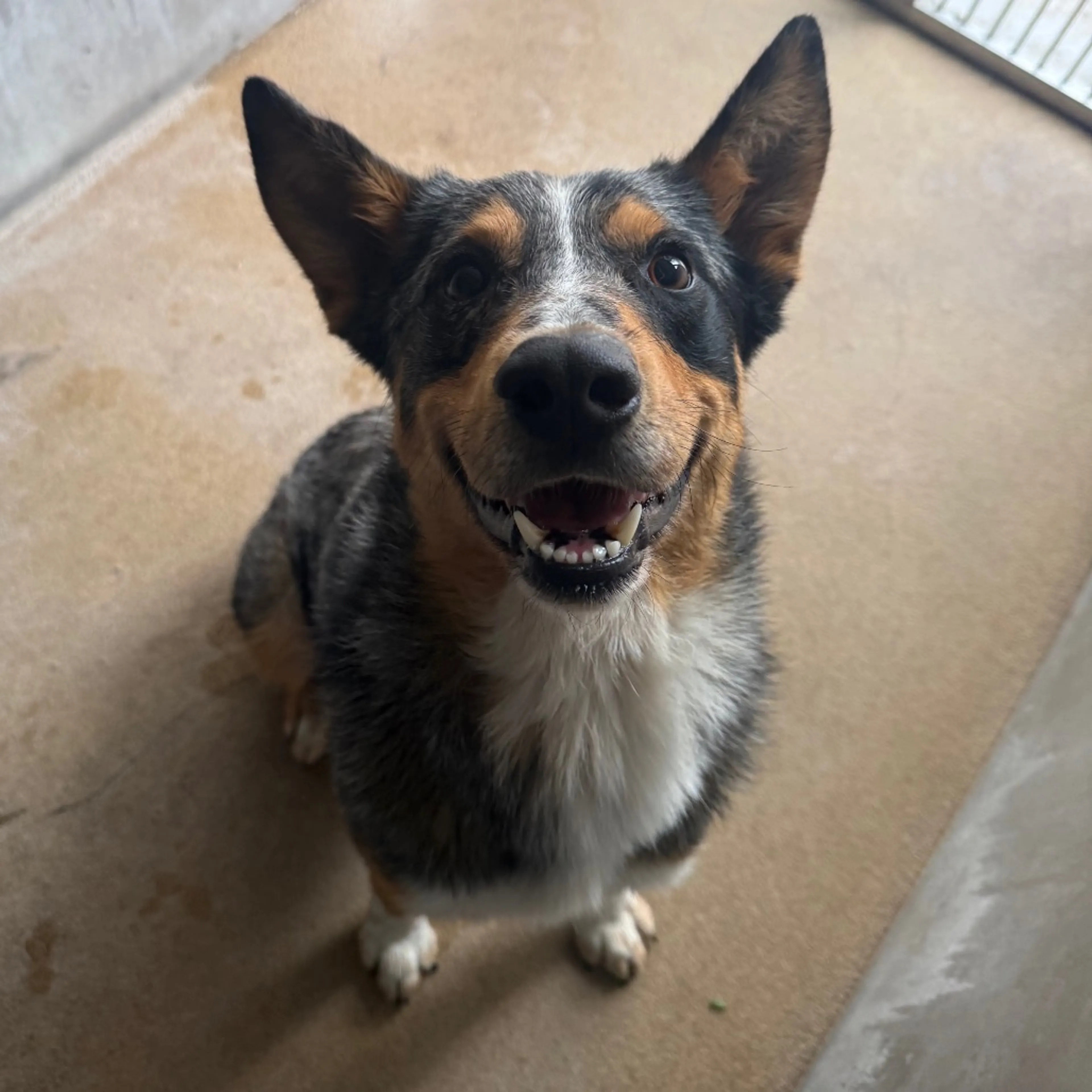 Found pet-3