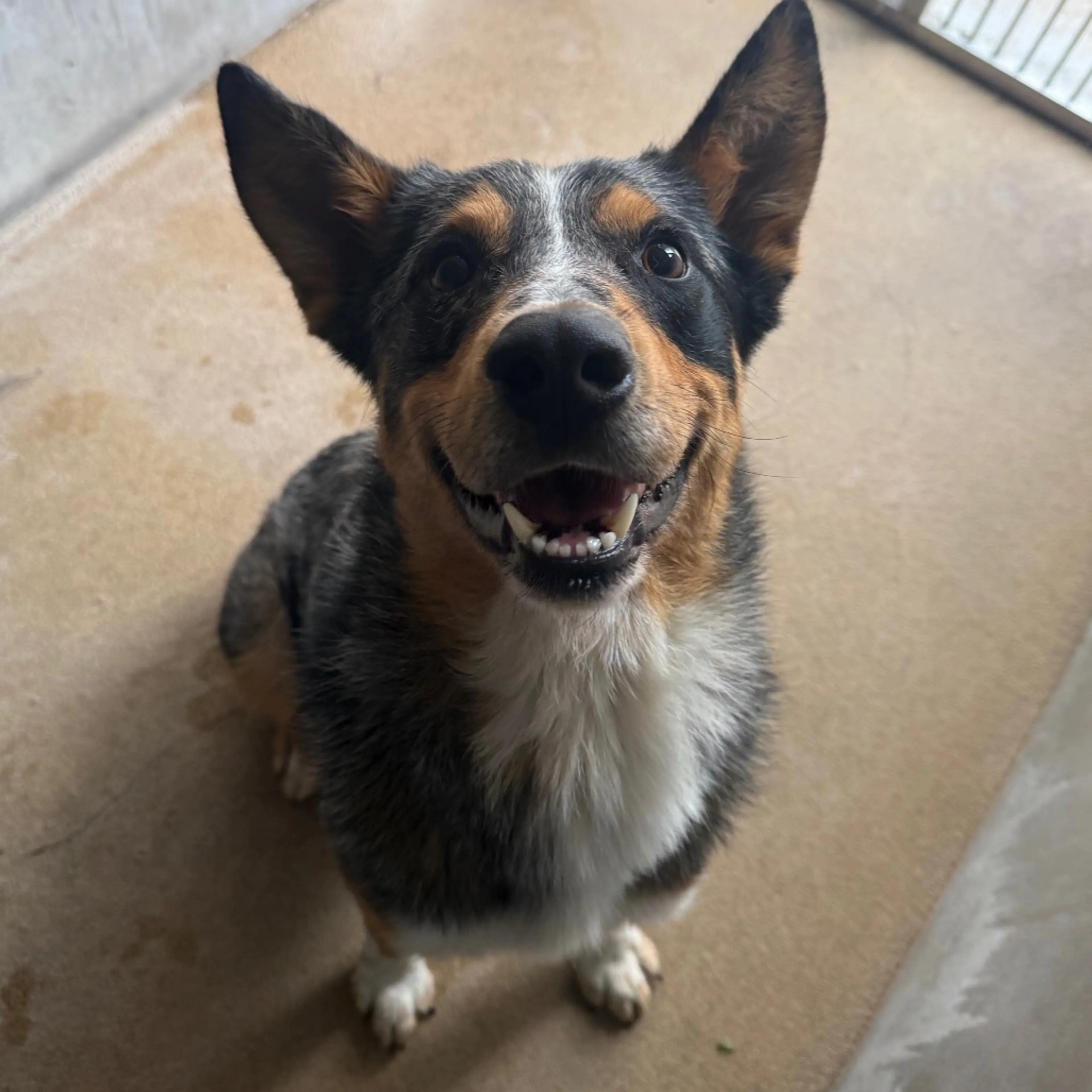 Found pet-2