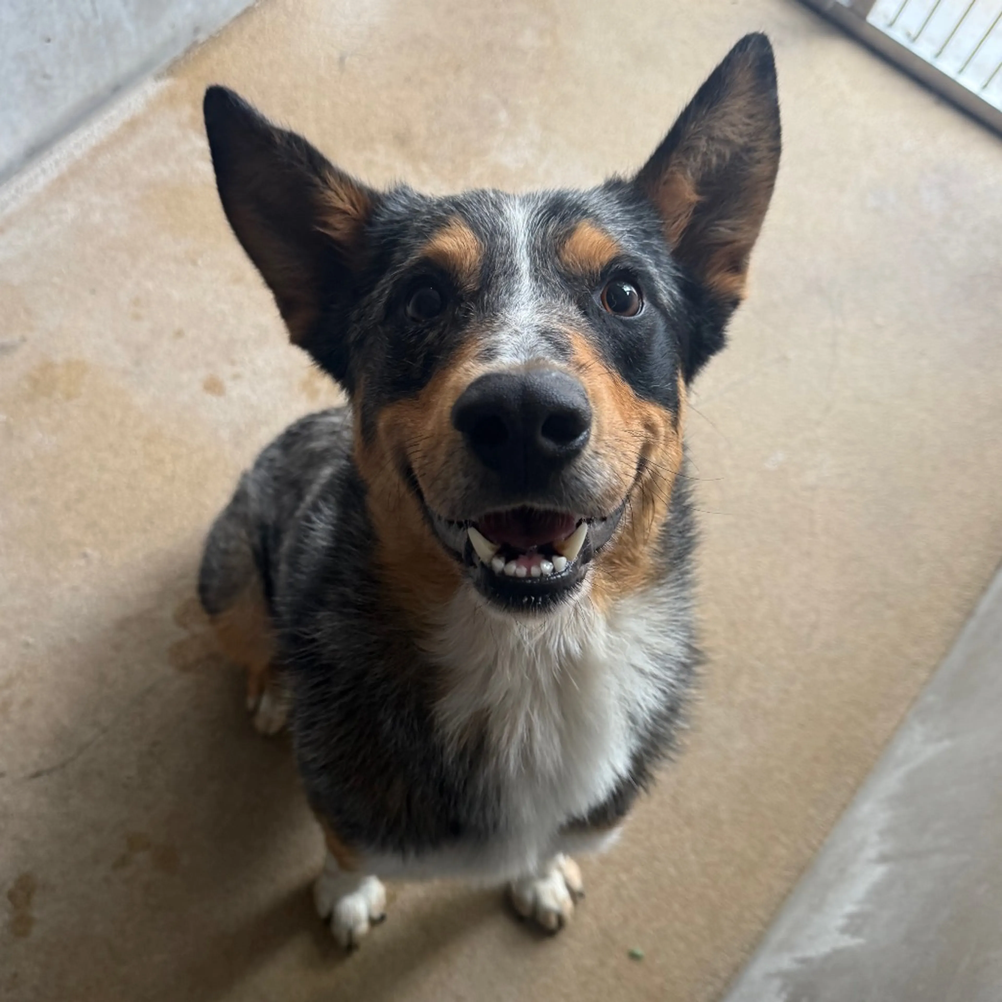 Found pet-4