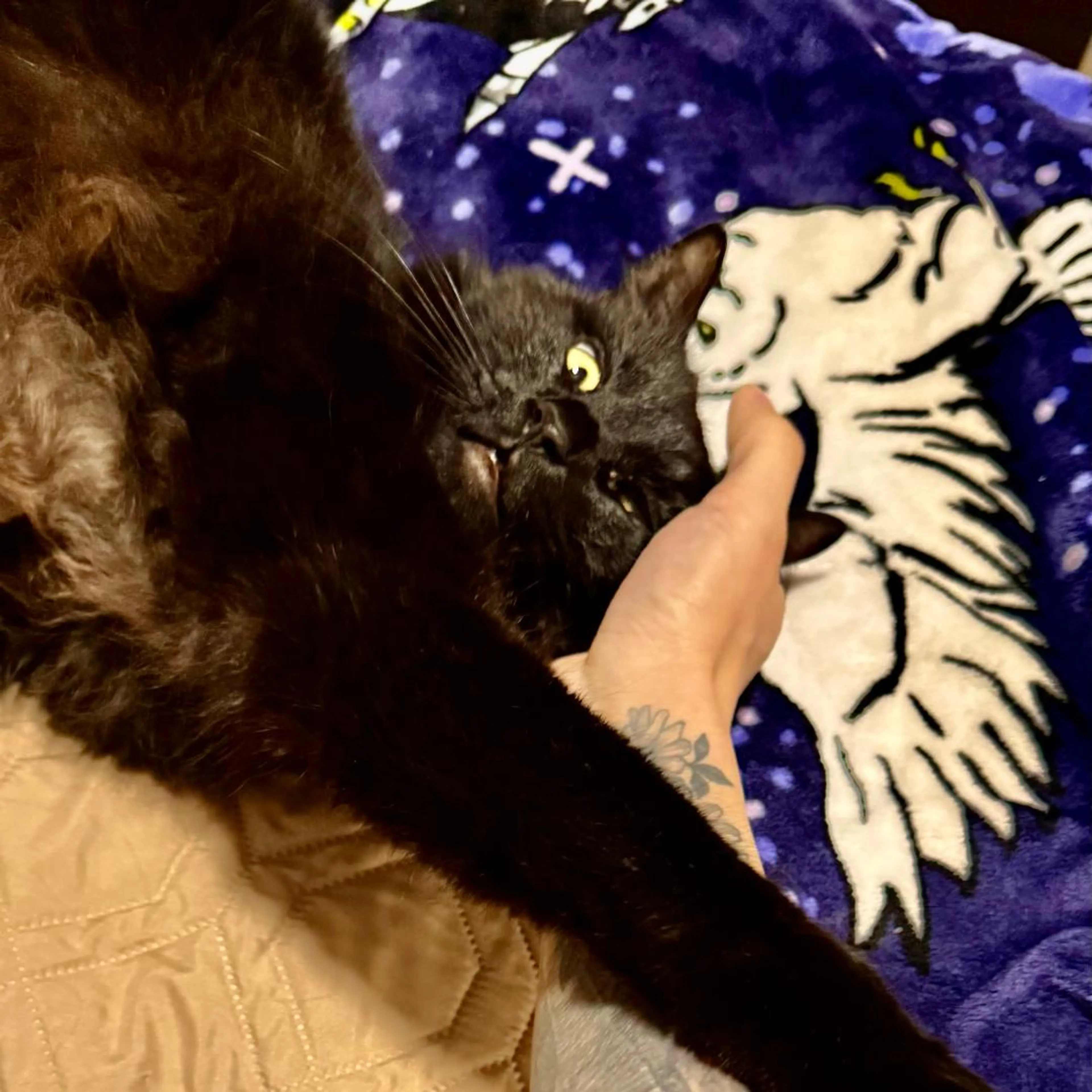 Found pet-4