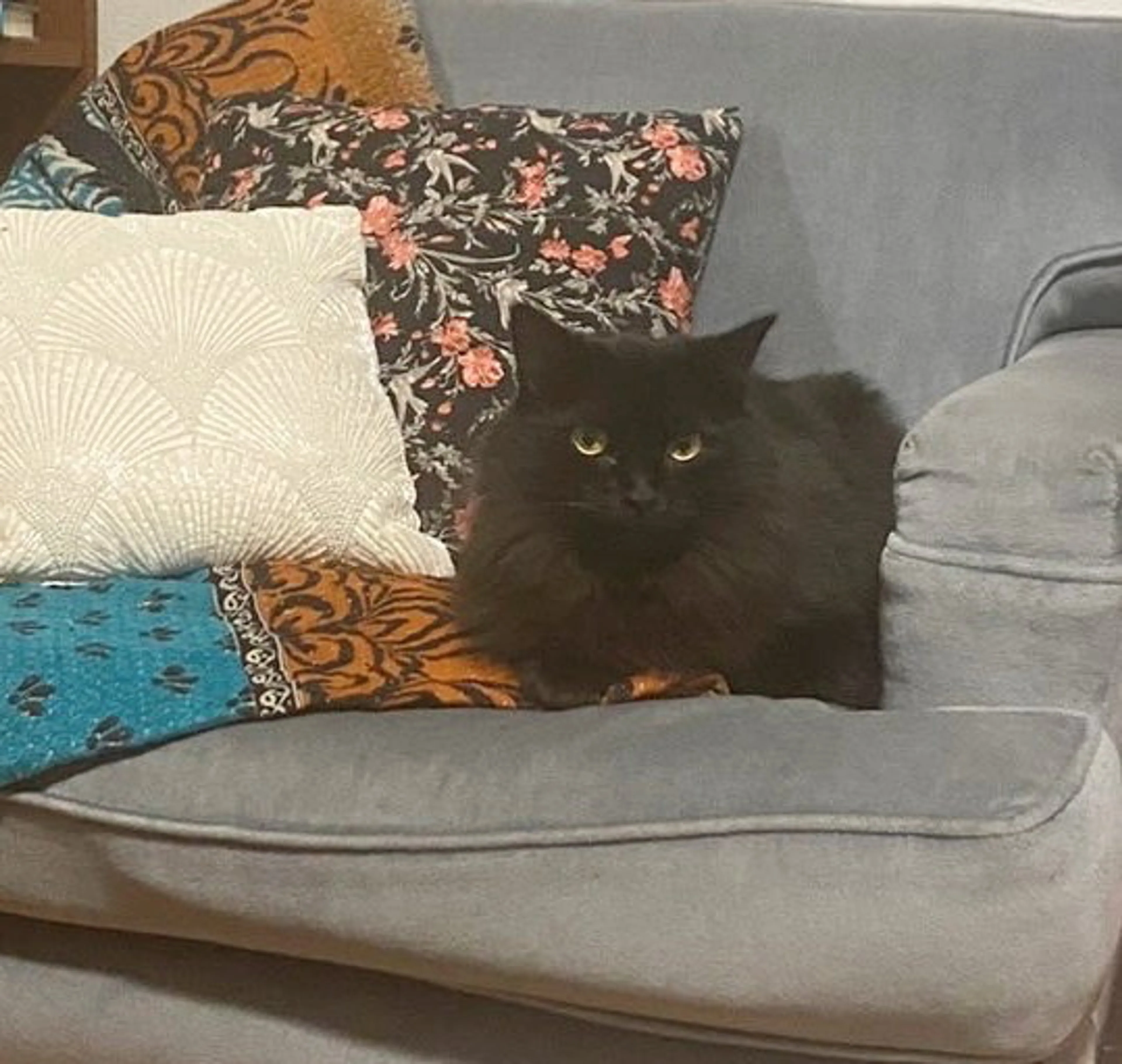 Found pet-2