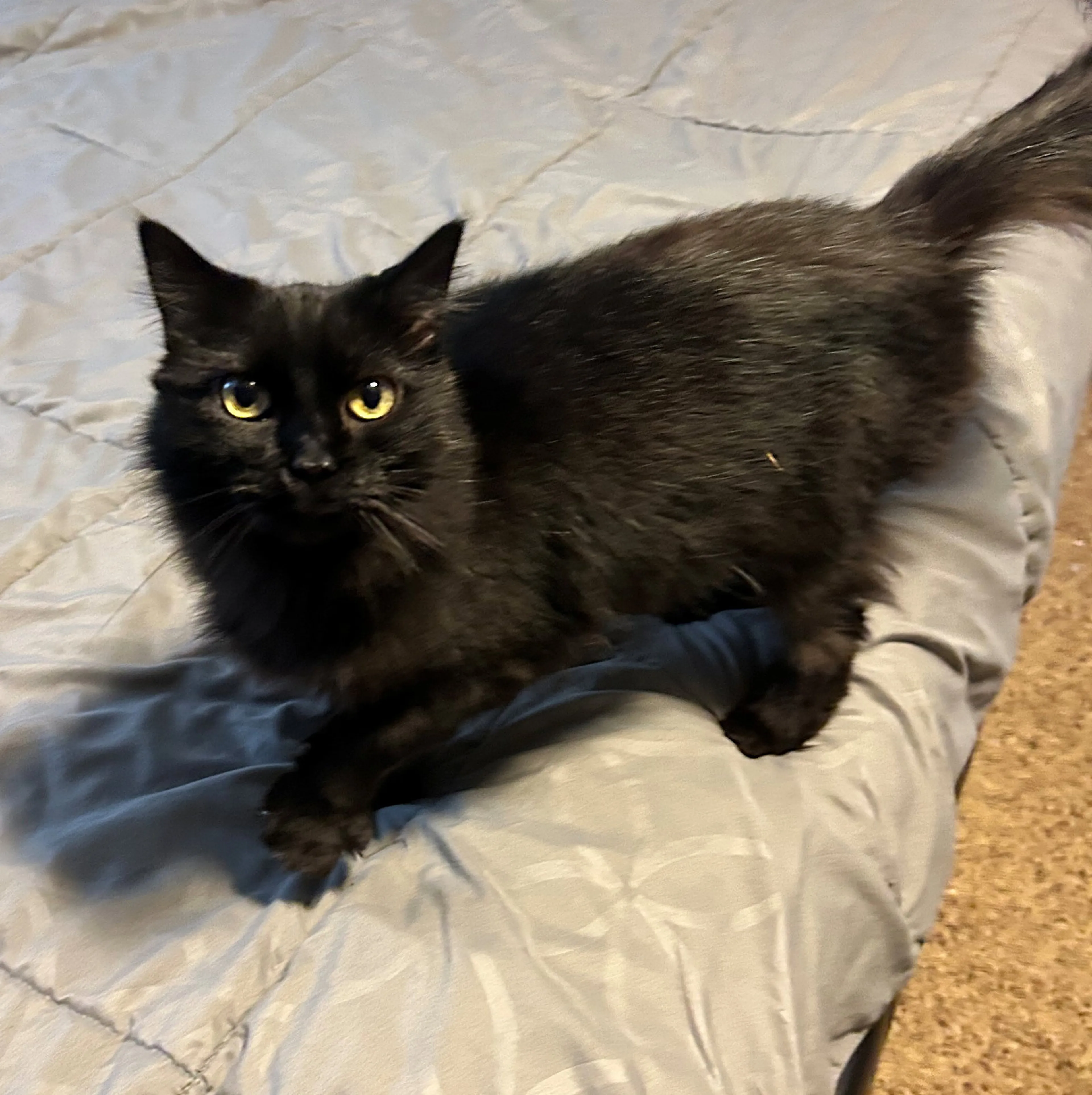 Found pet-0