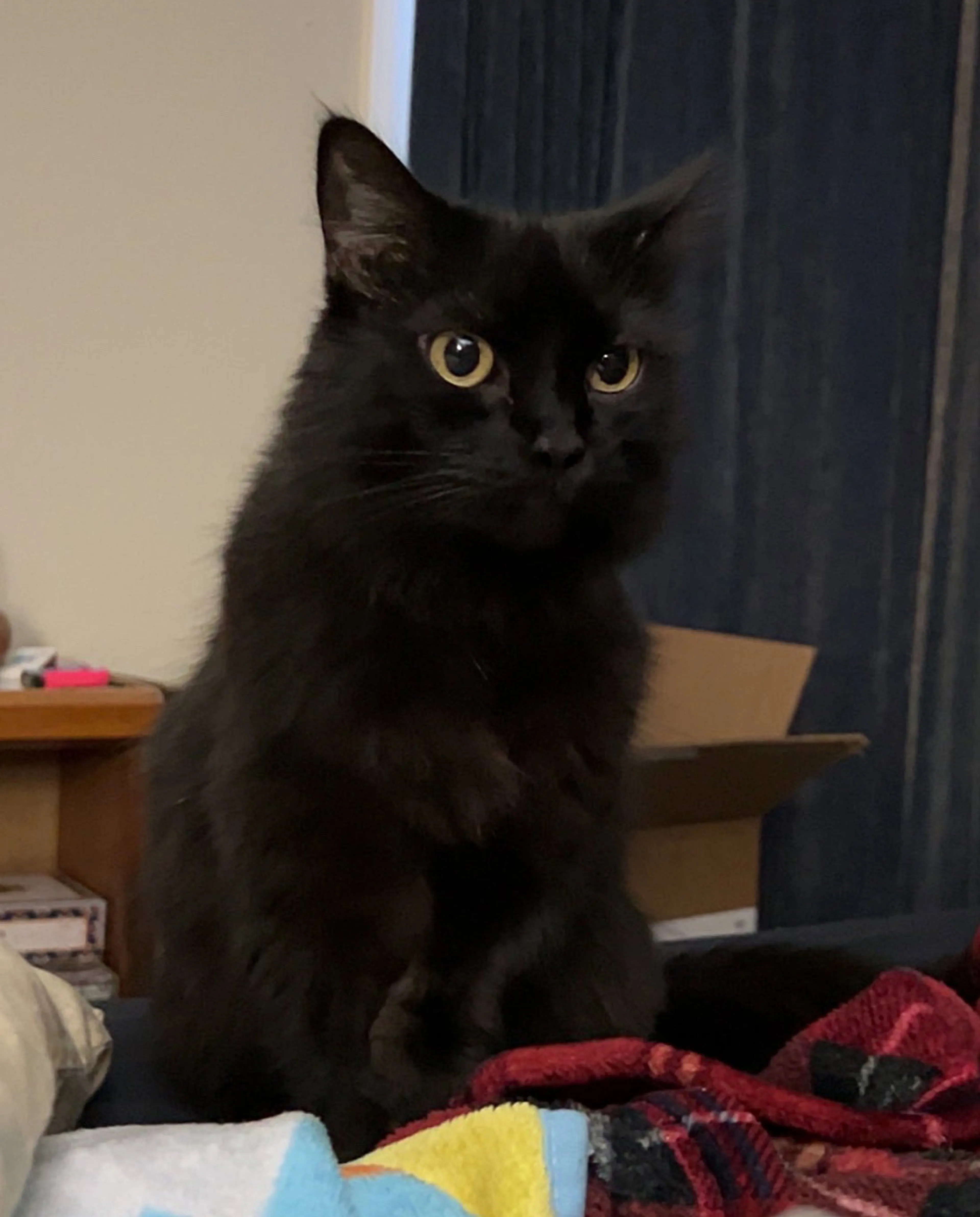 Found pet-1