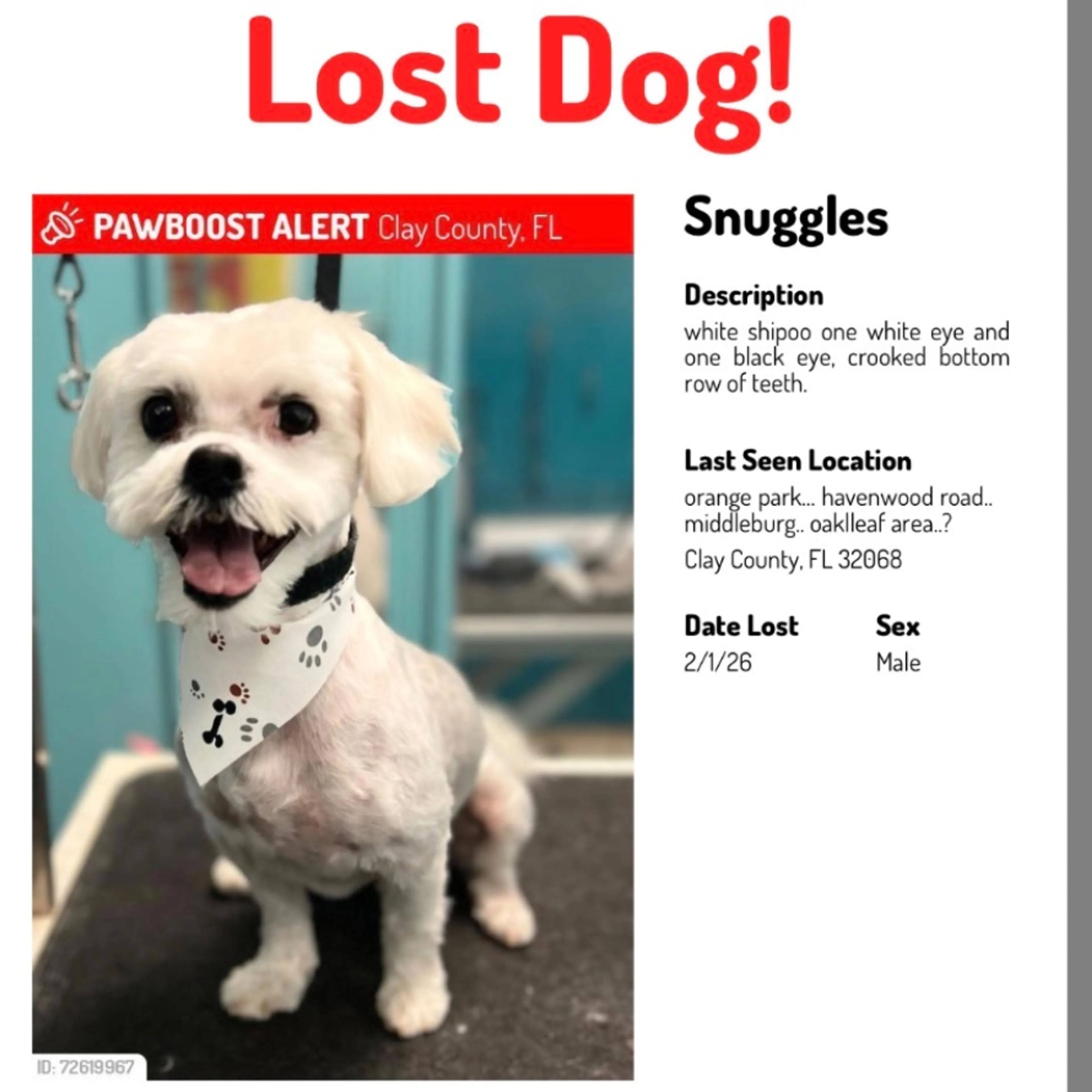 Lost pet