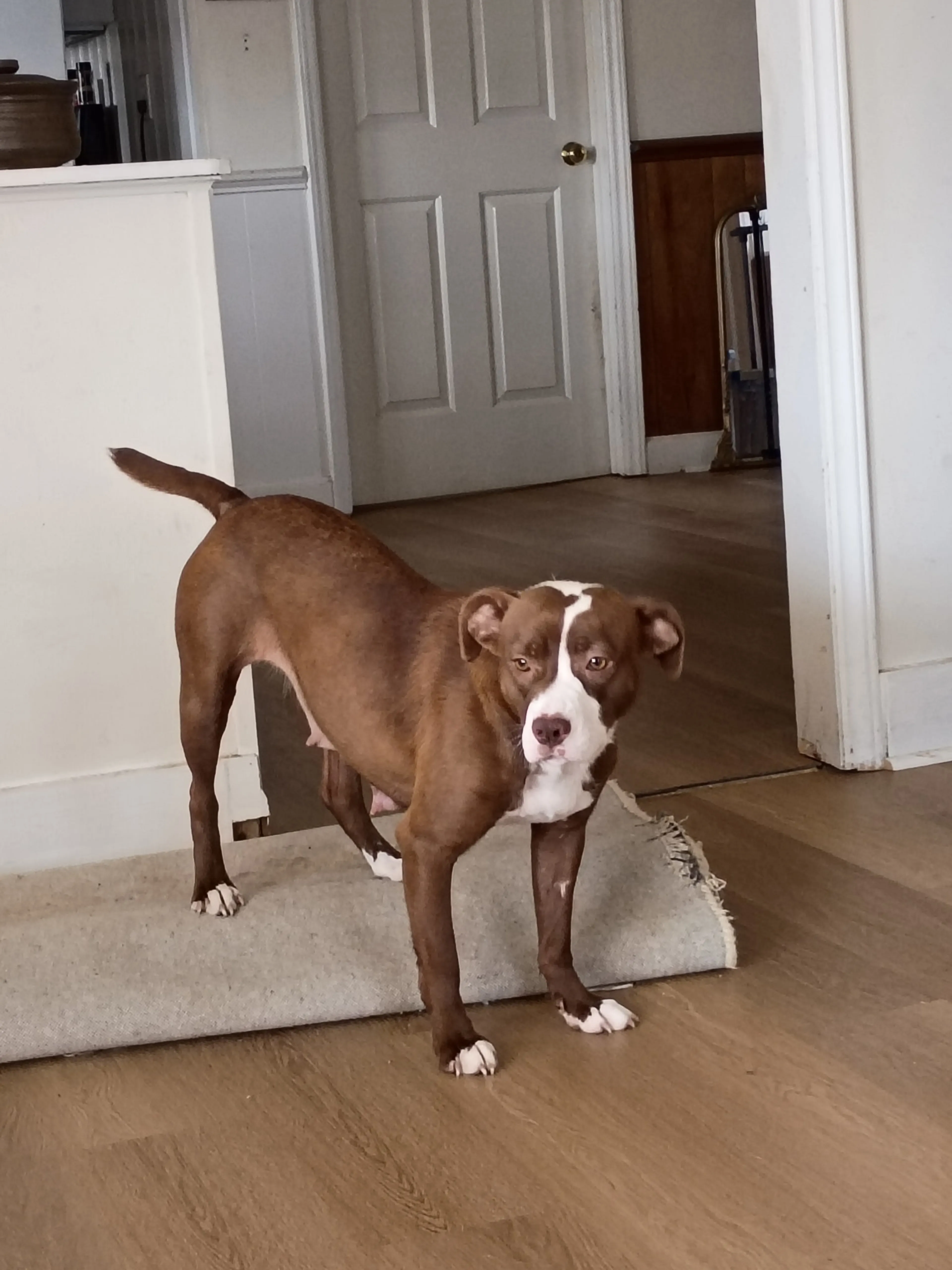 Found pet-3