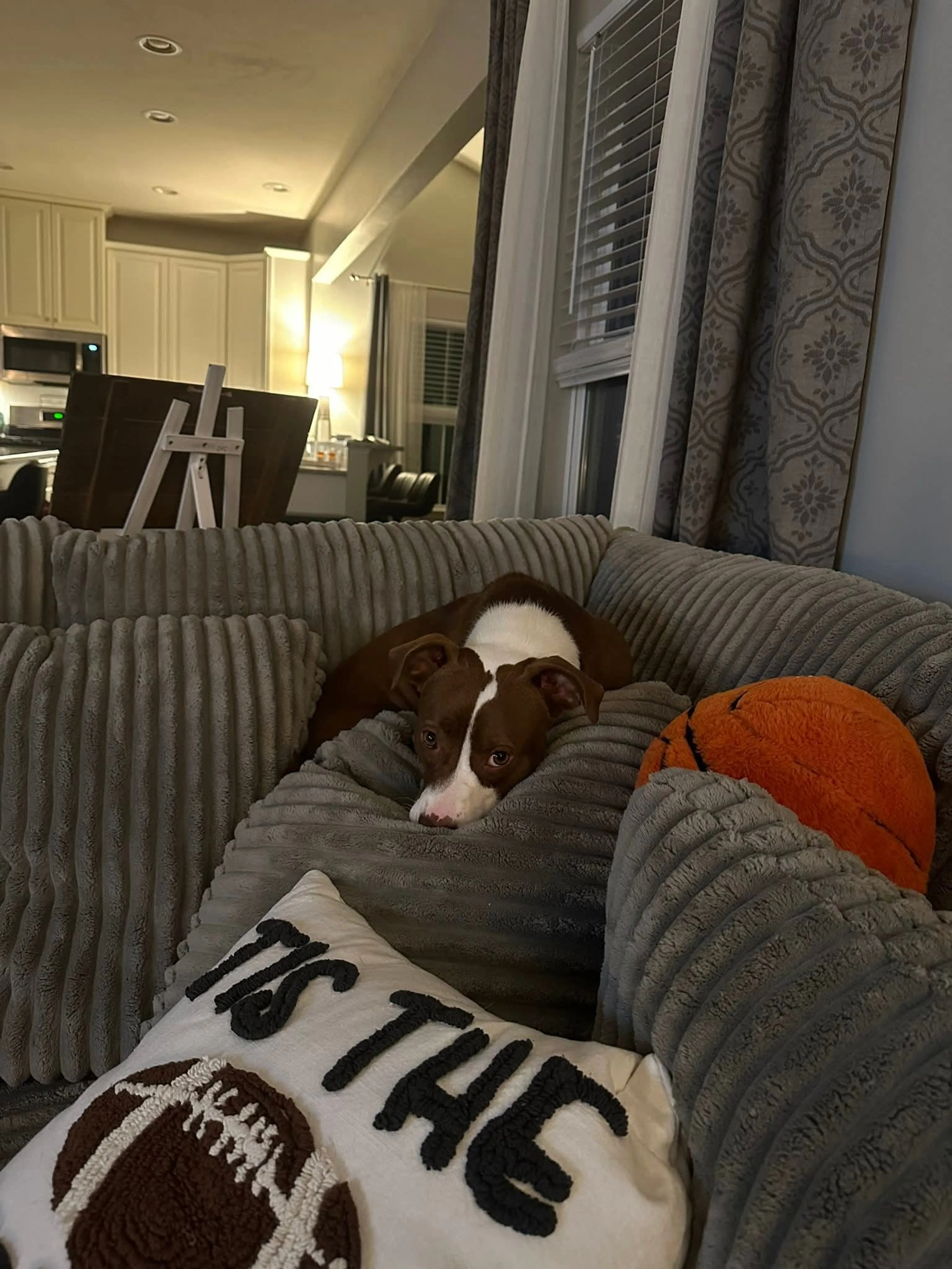 Found pet-6