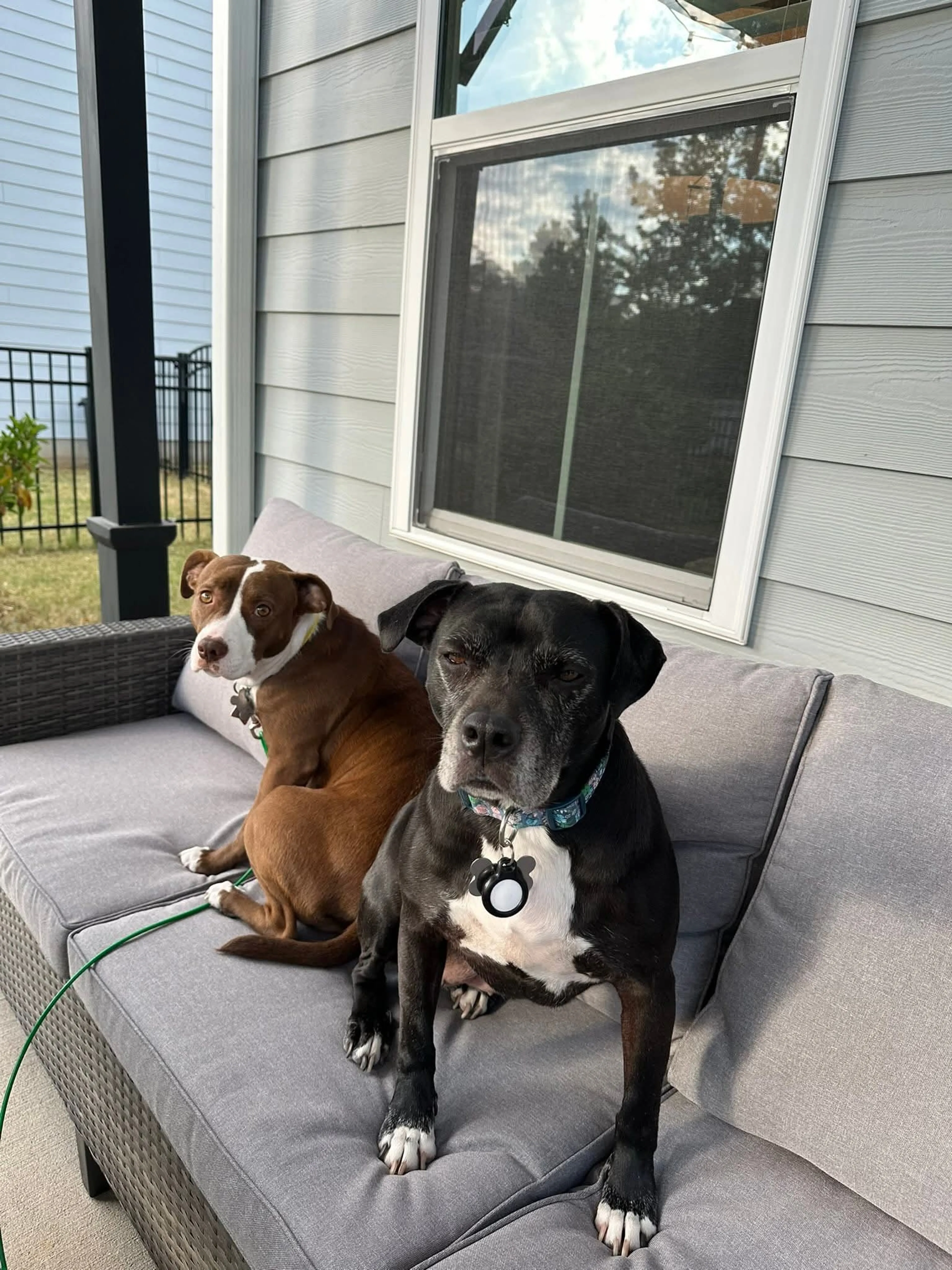 Found pet-2