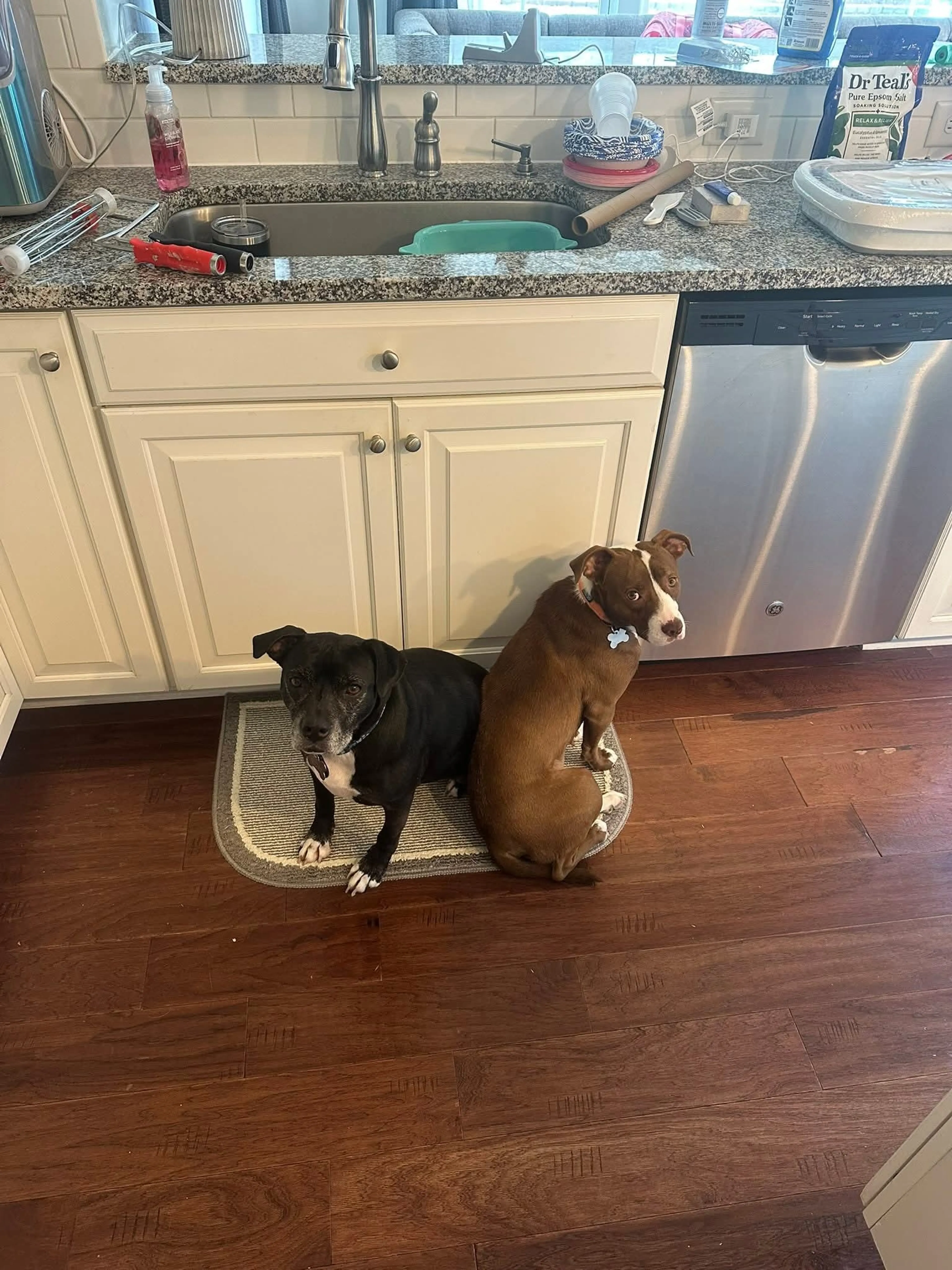 Found pet-7
