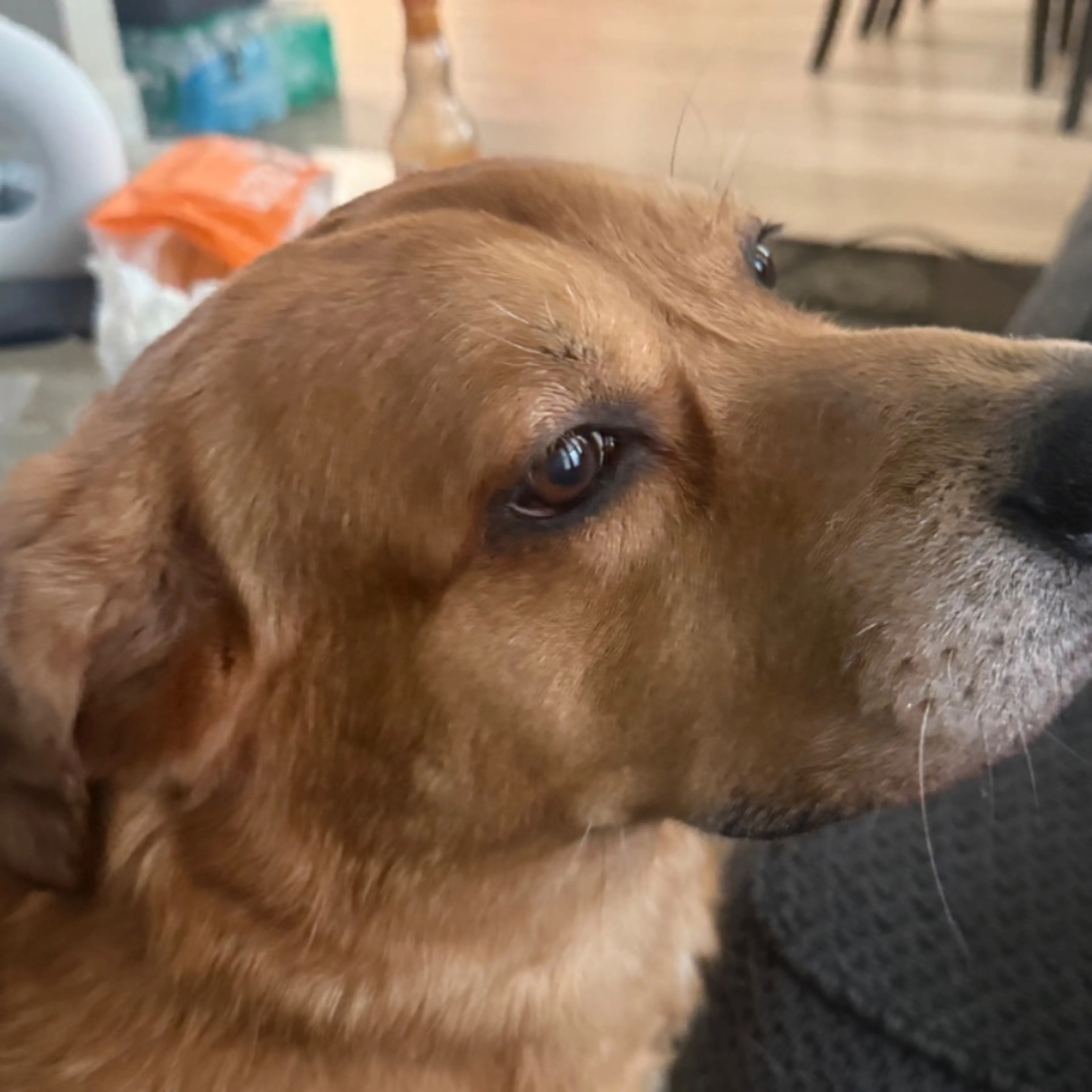 Lost pet-0