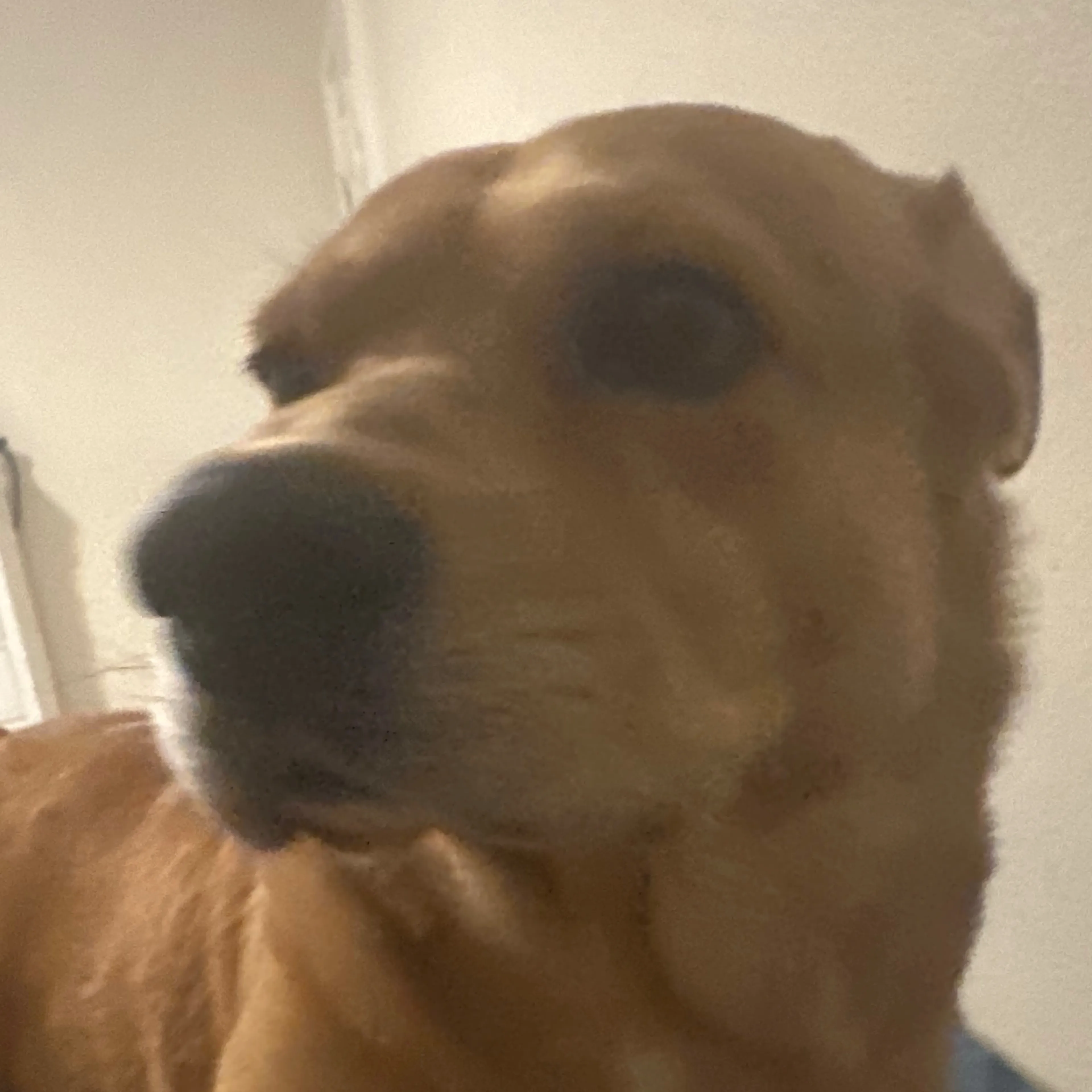 Lost pet-2