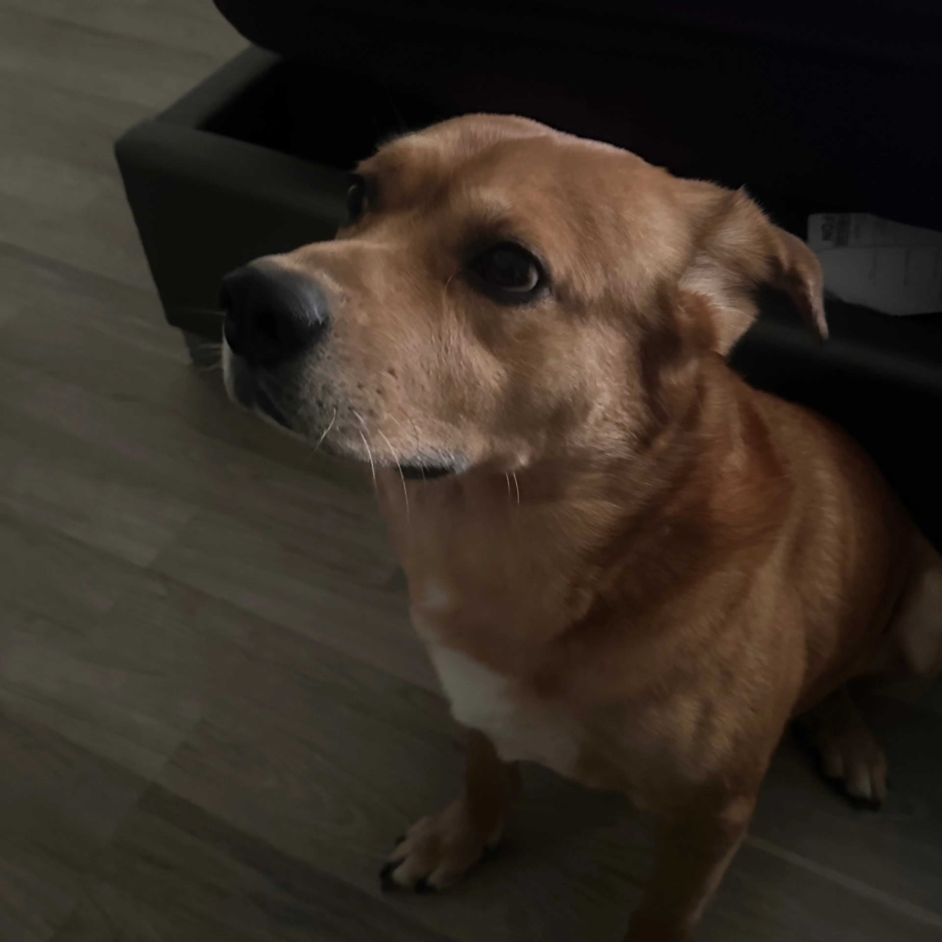 Lost pet-3