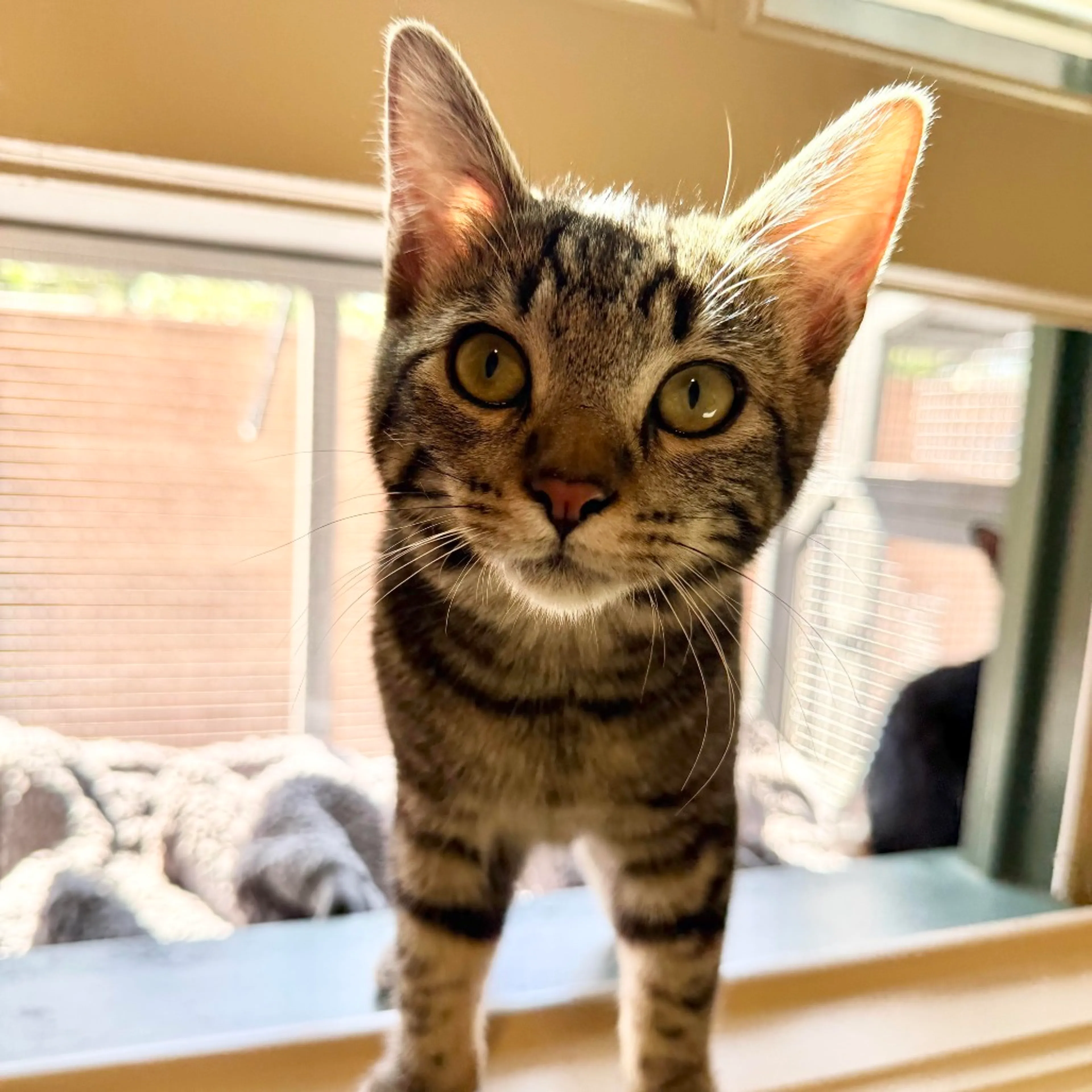 Found pet-4