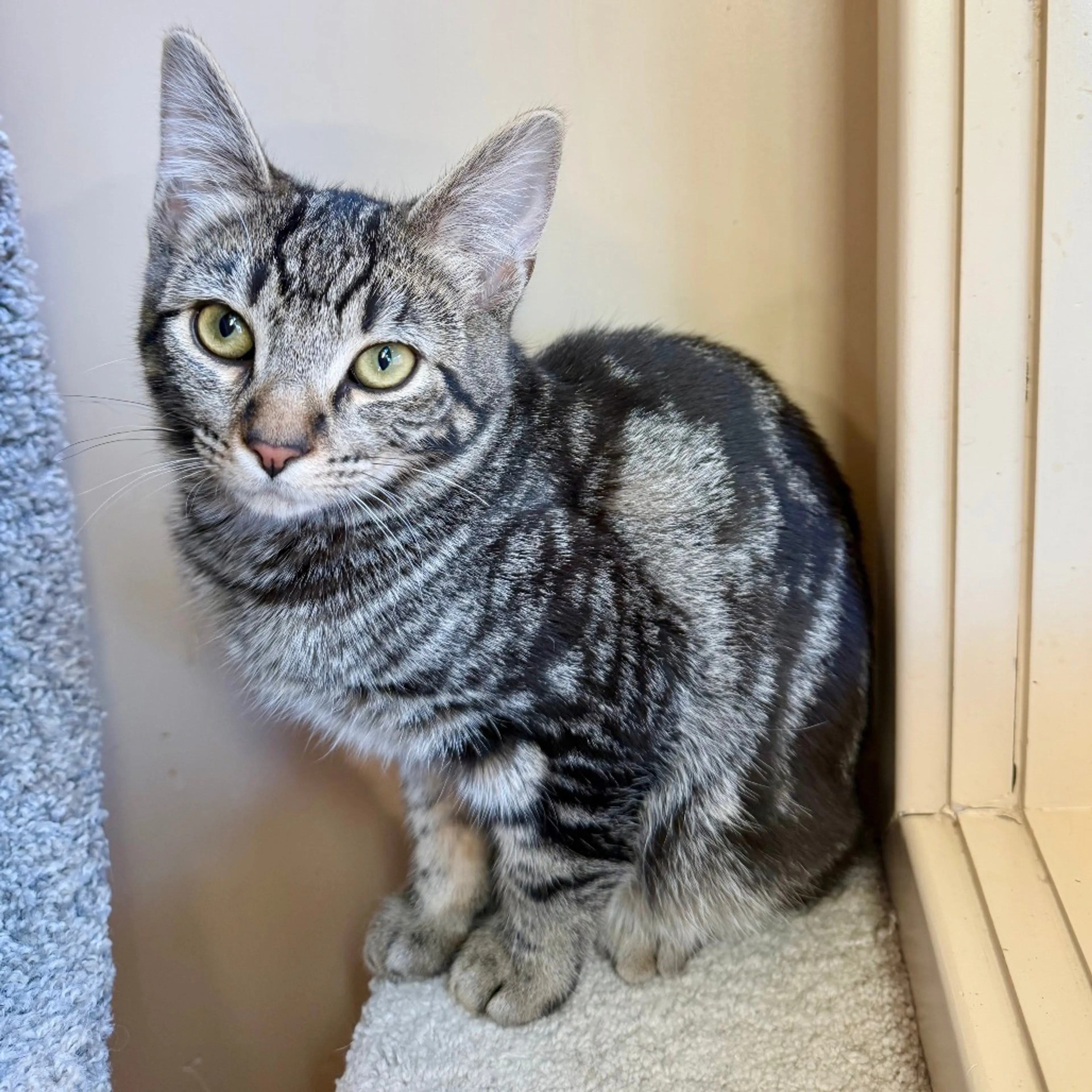 Found pet-3