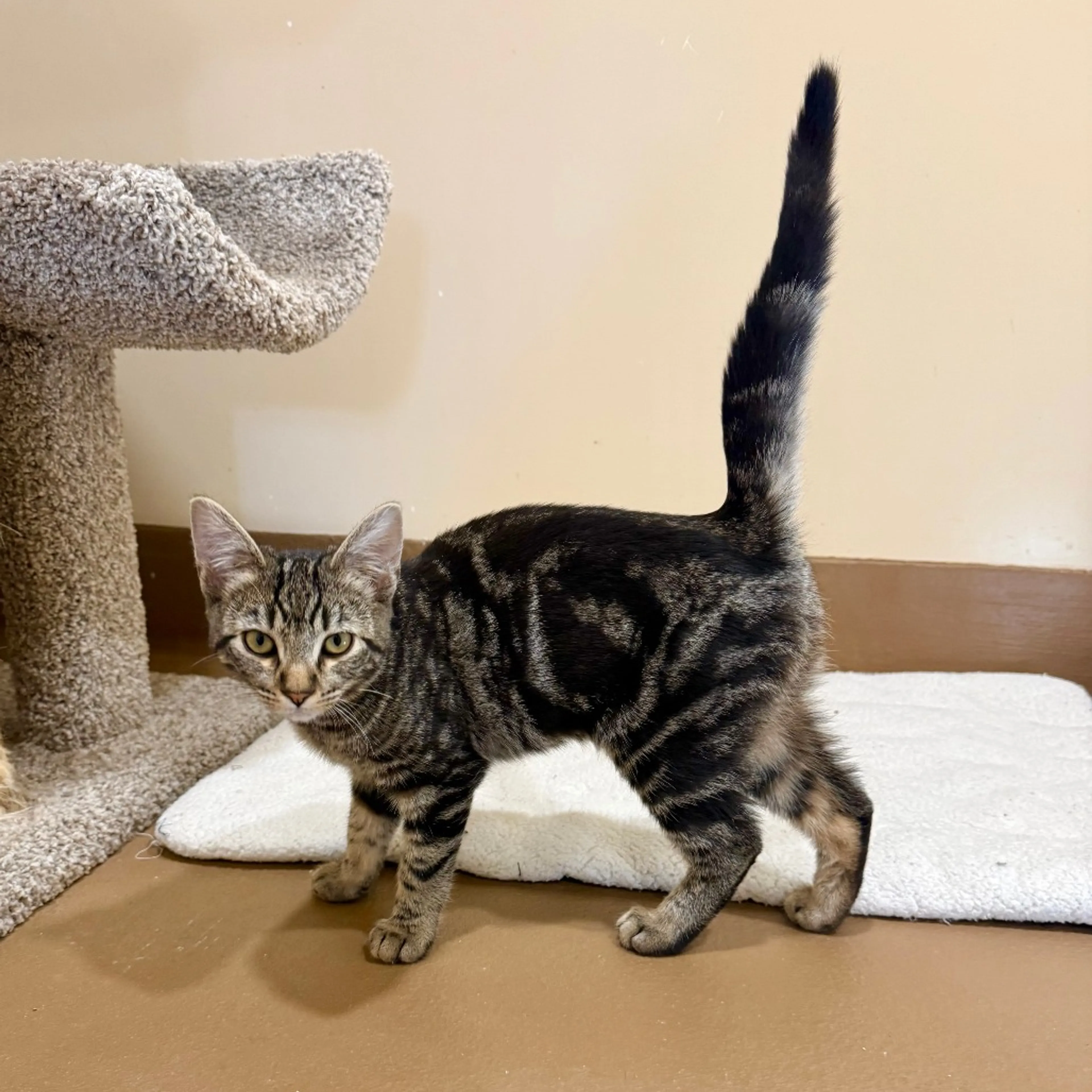 Found pet-2
