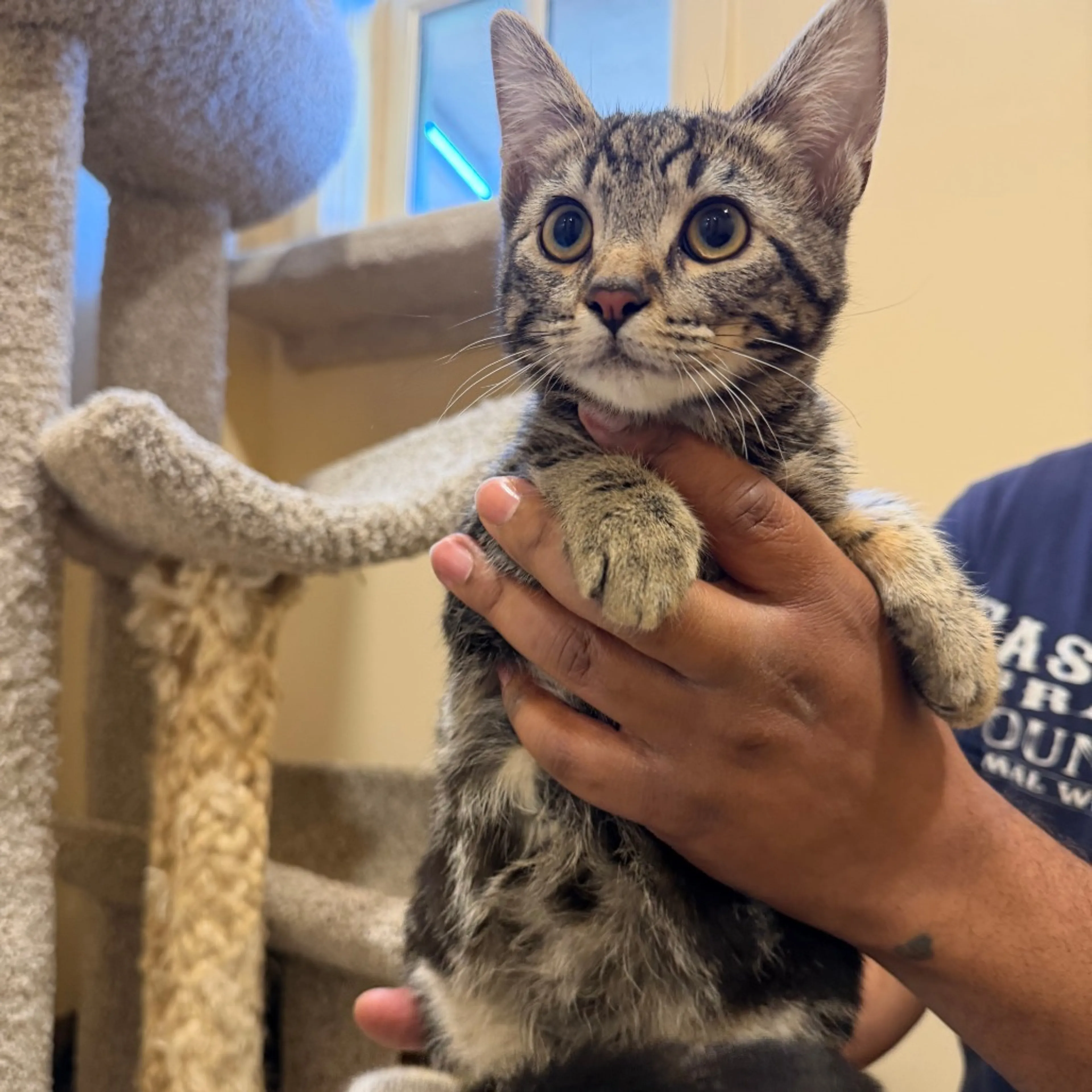 Found pet-1