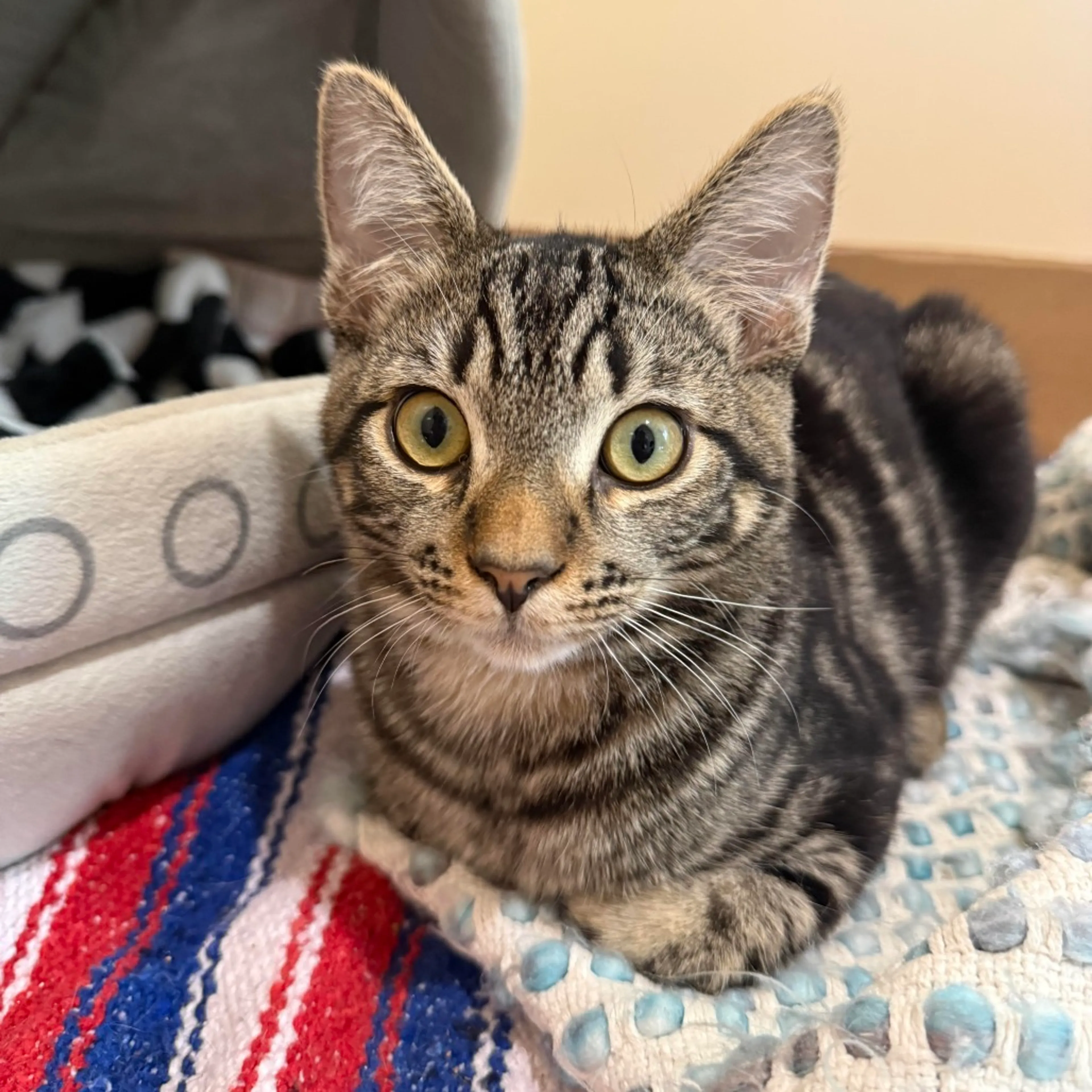 Found pet-8