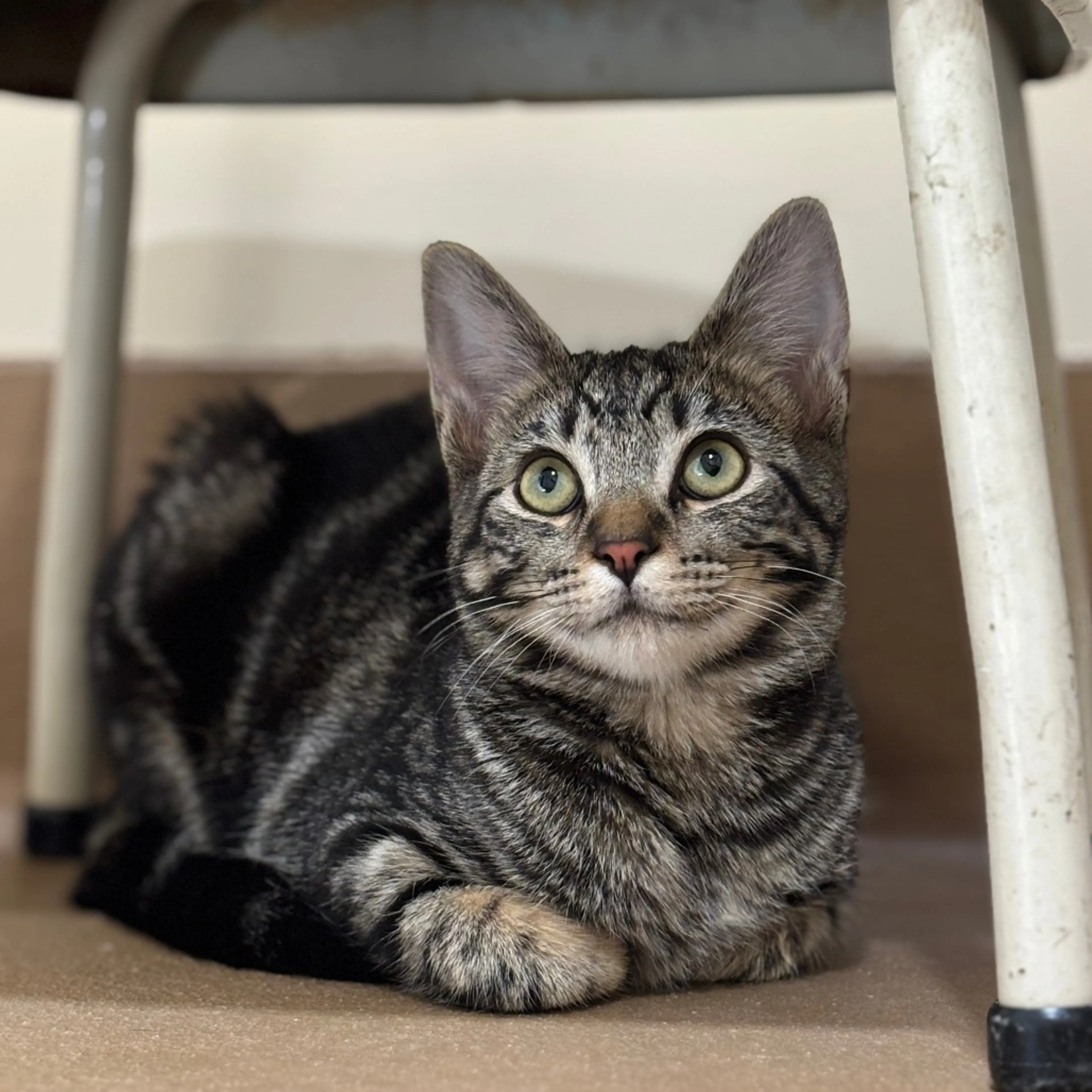 Found pet-6