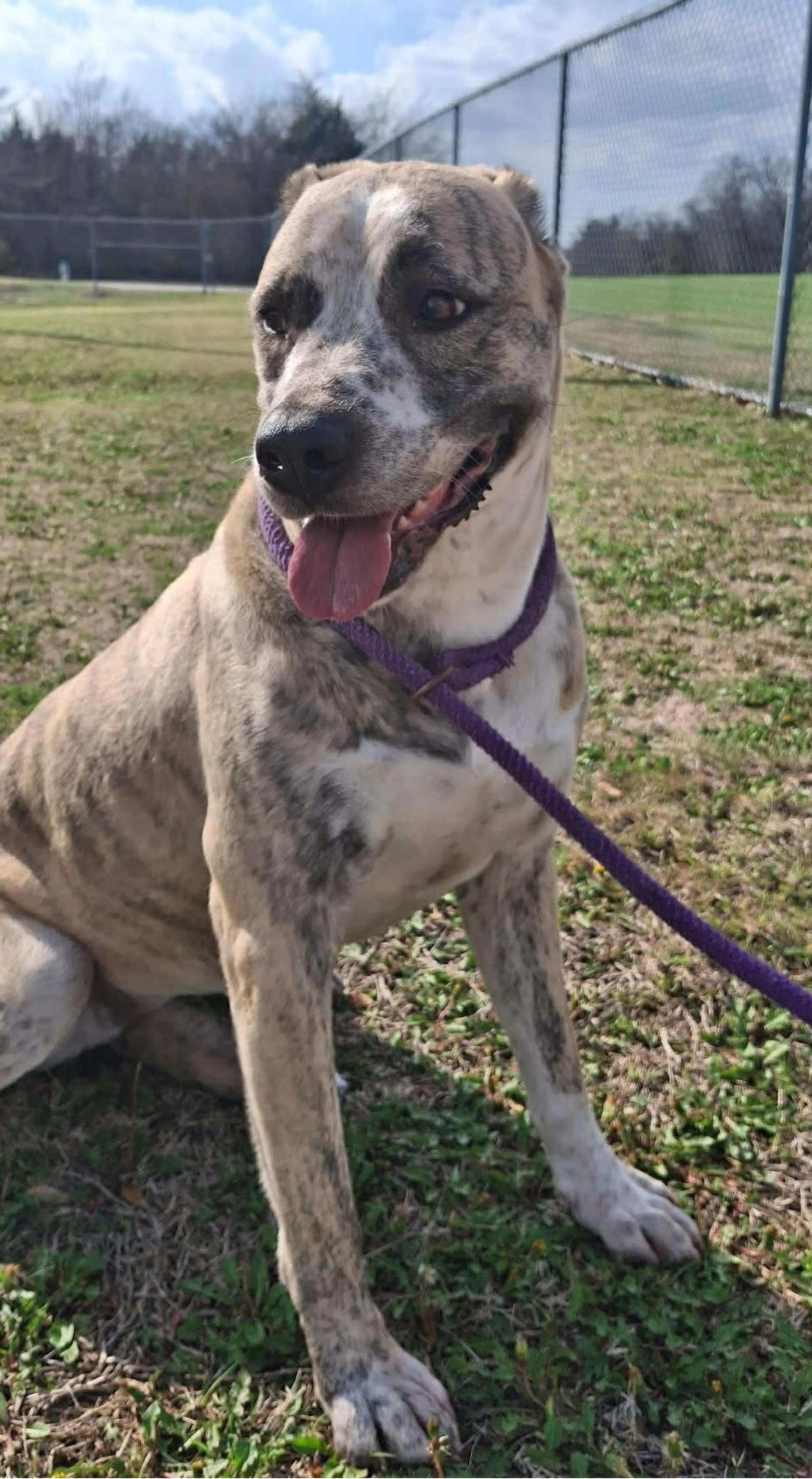 Found pet-1
