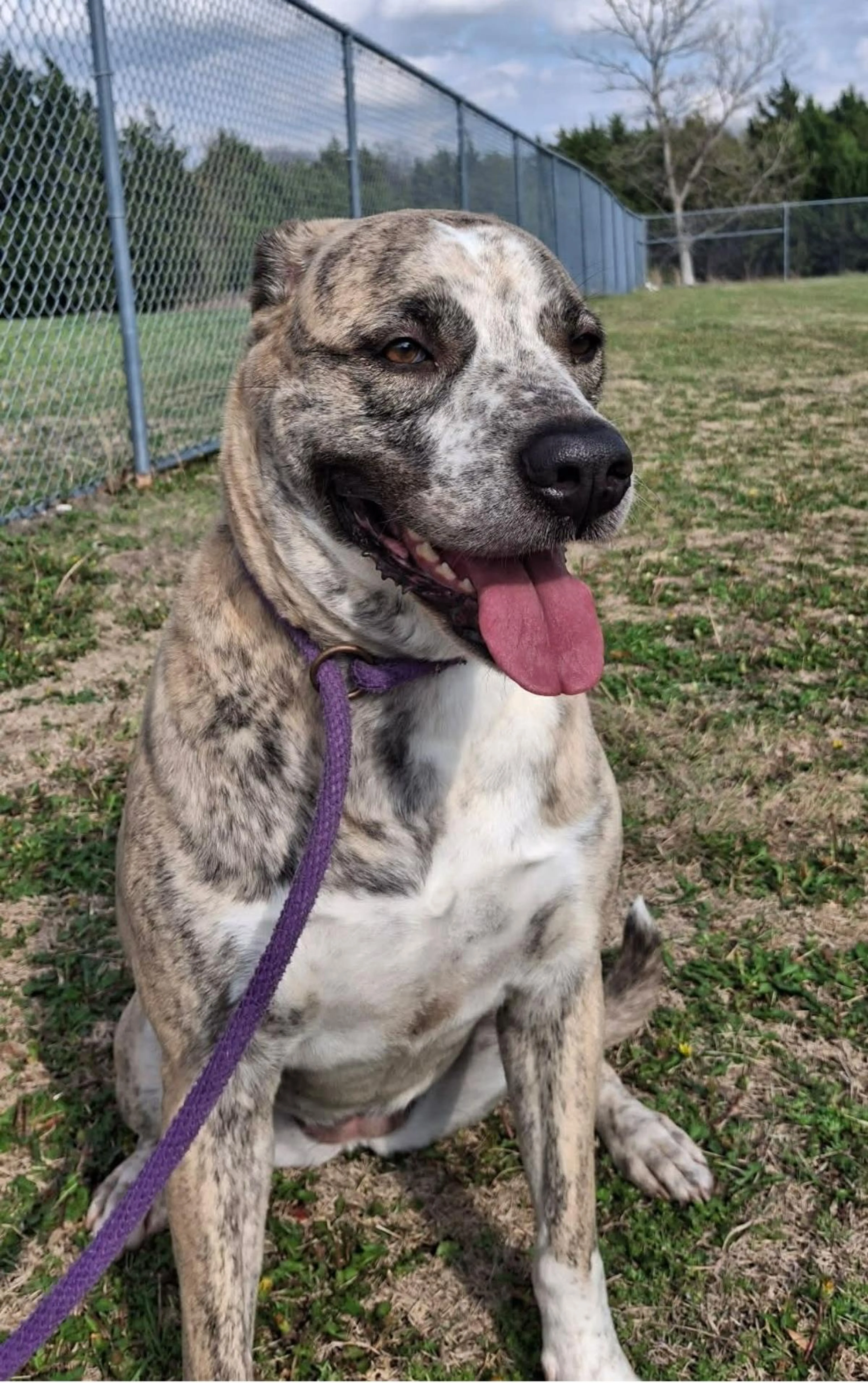 Found pet-2