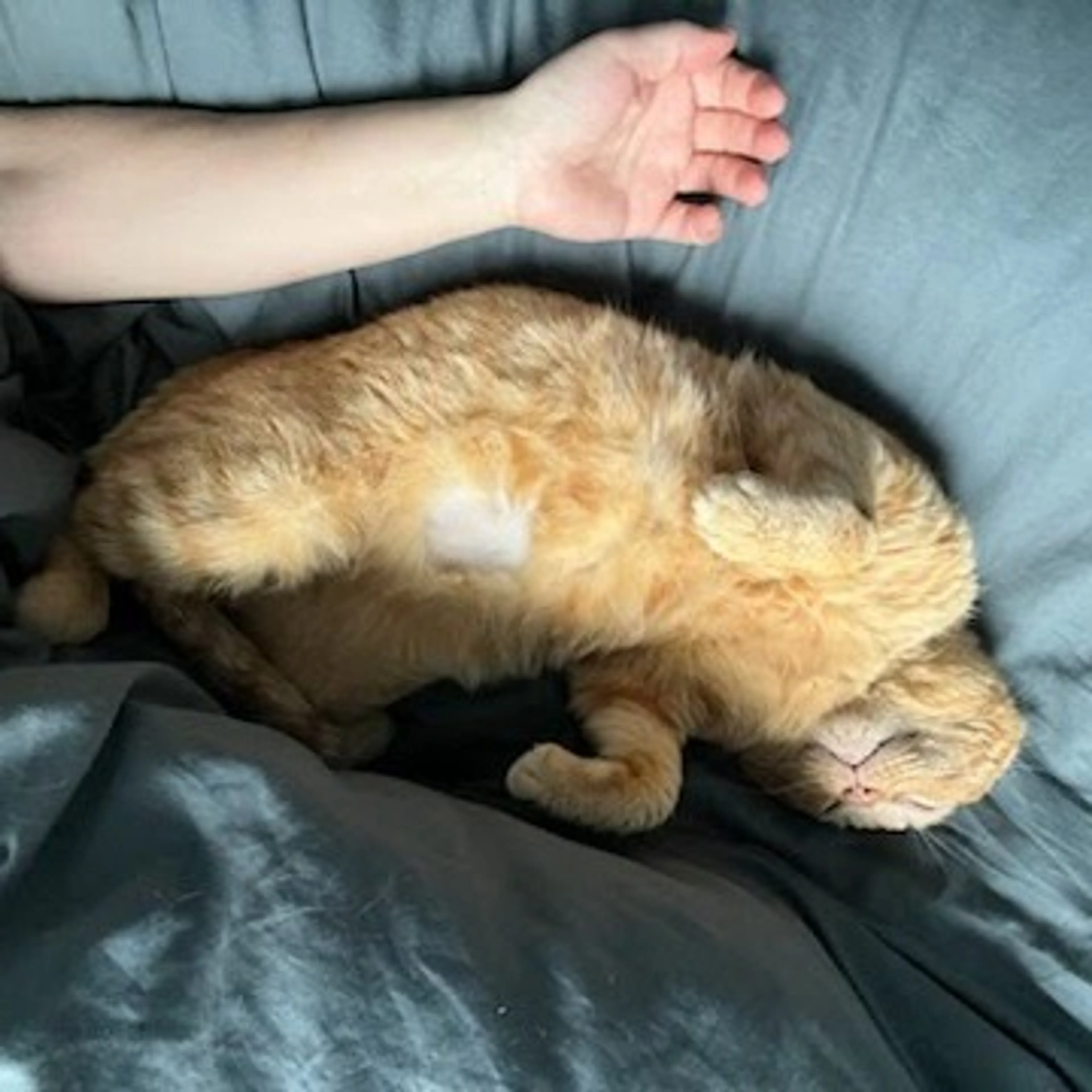 Found pet-2