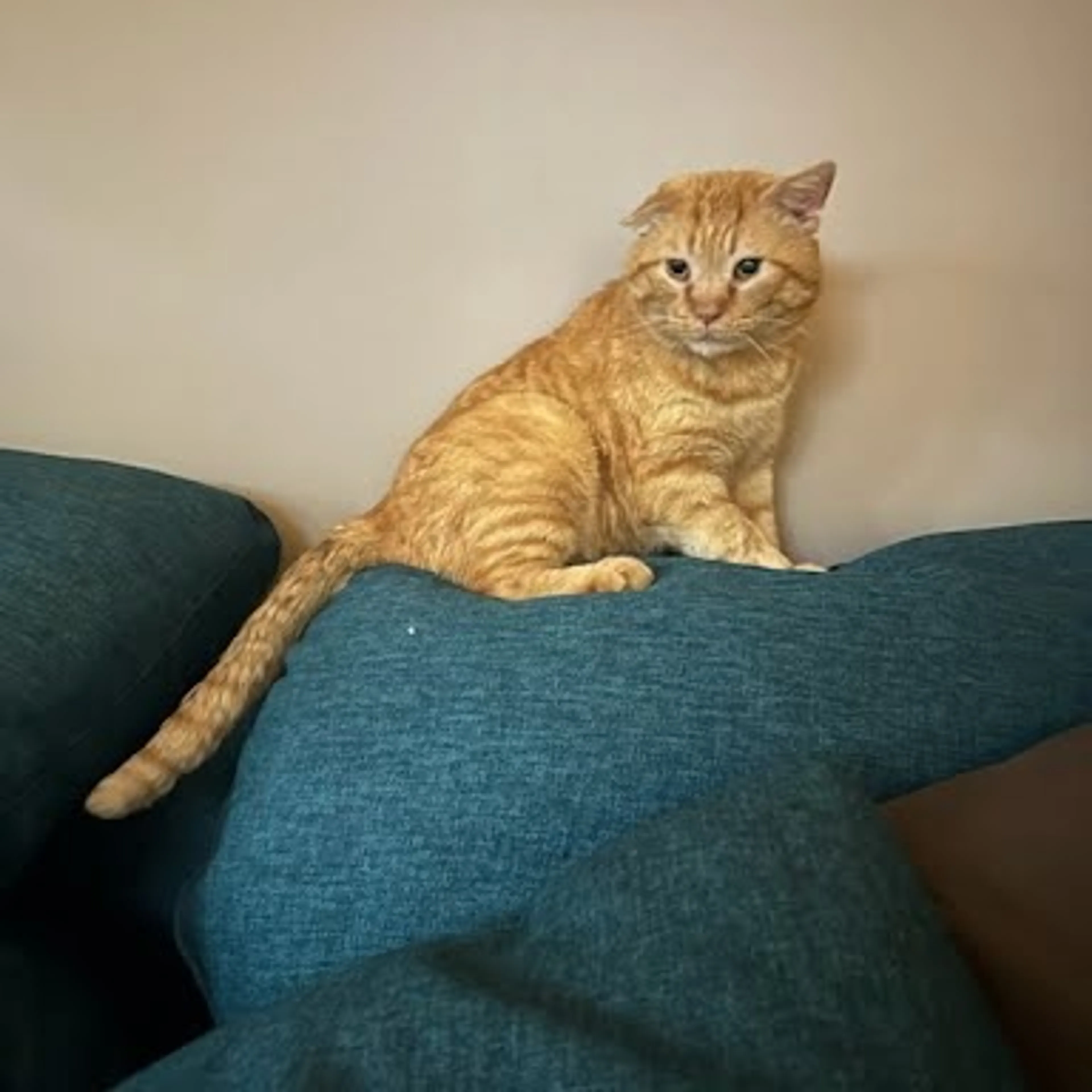 Found pet-1