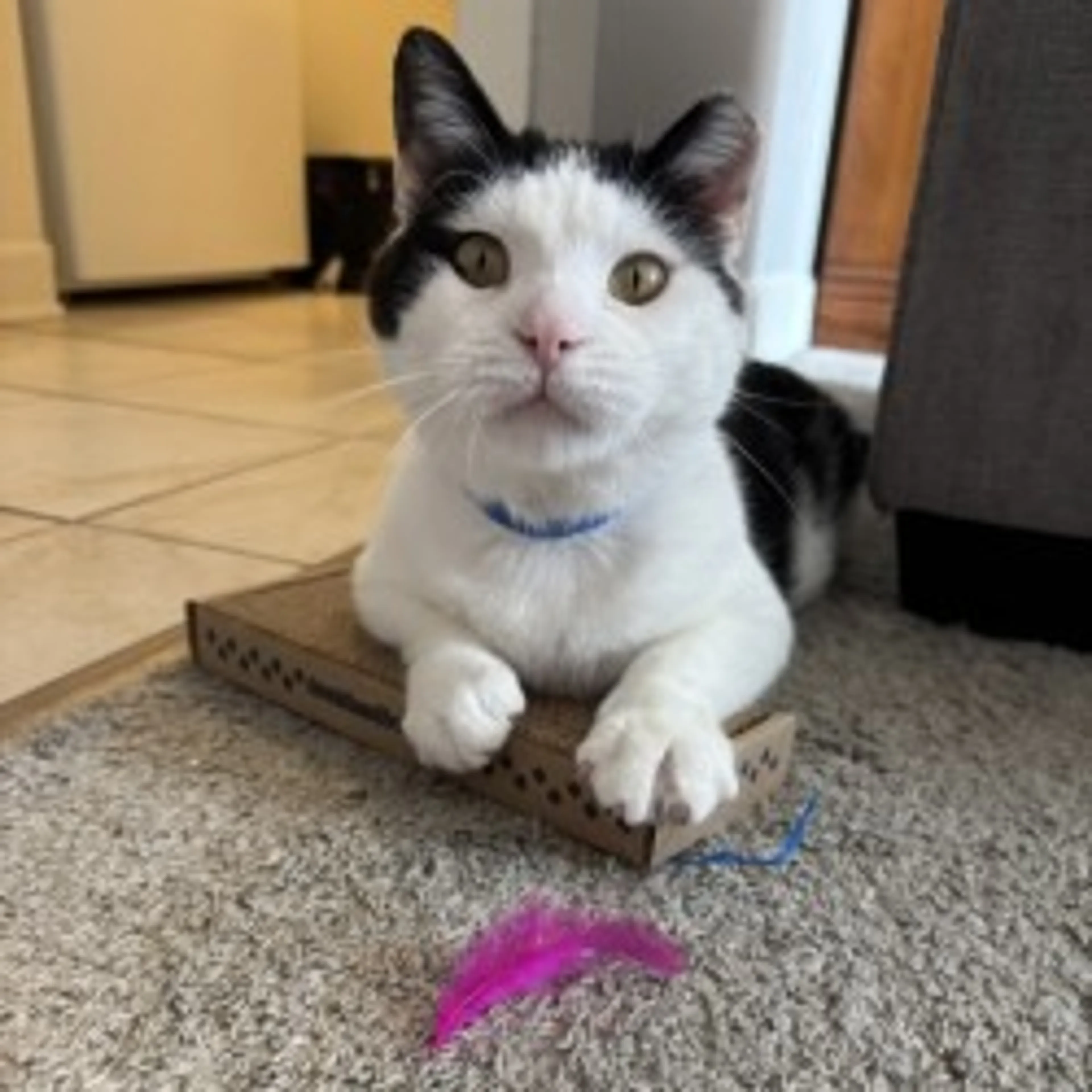 Found pet-1