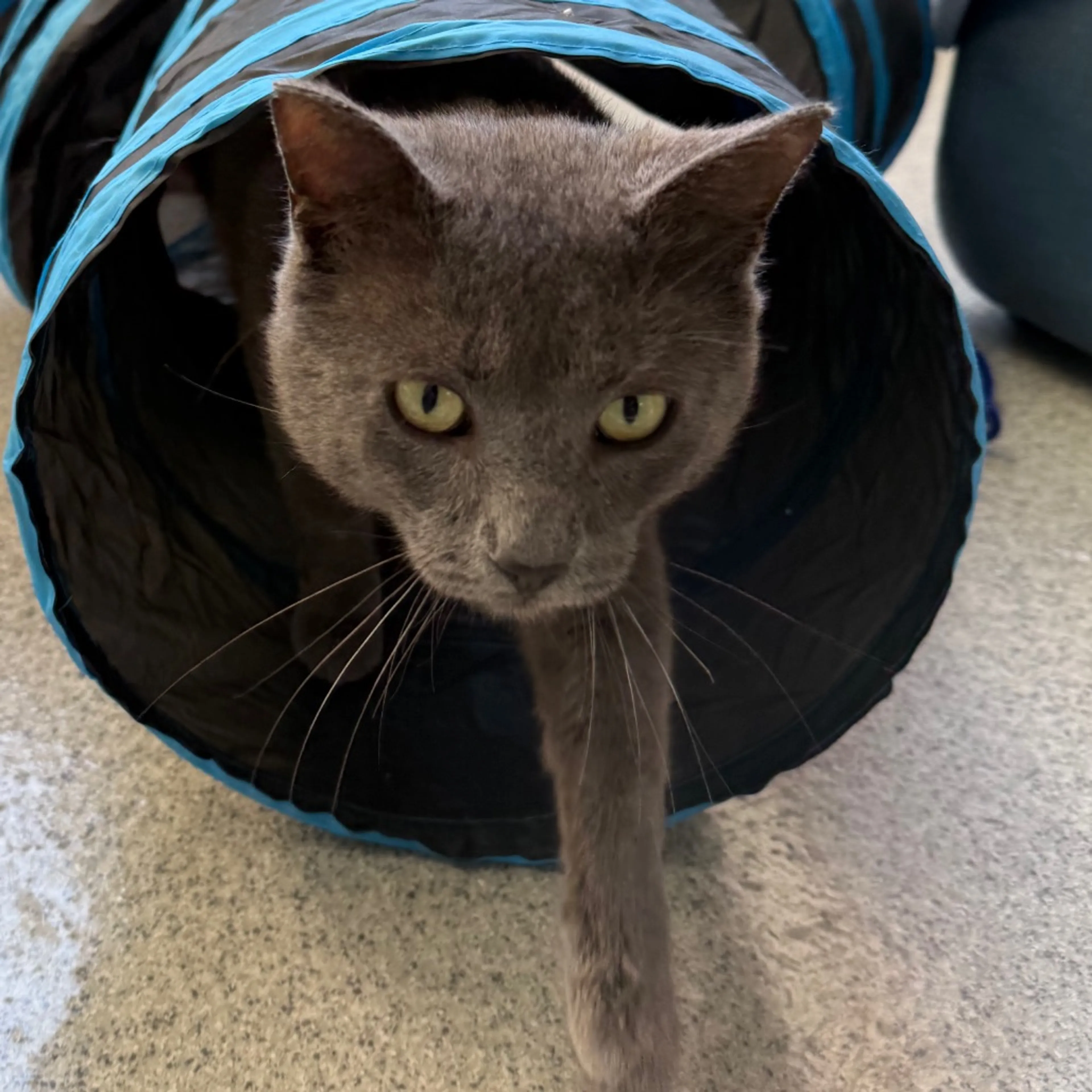 Found pet-2