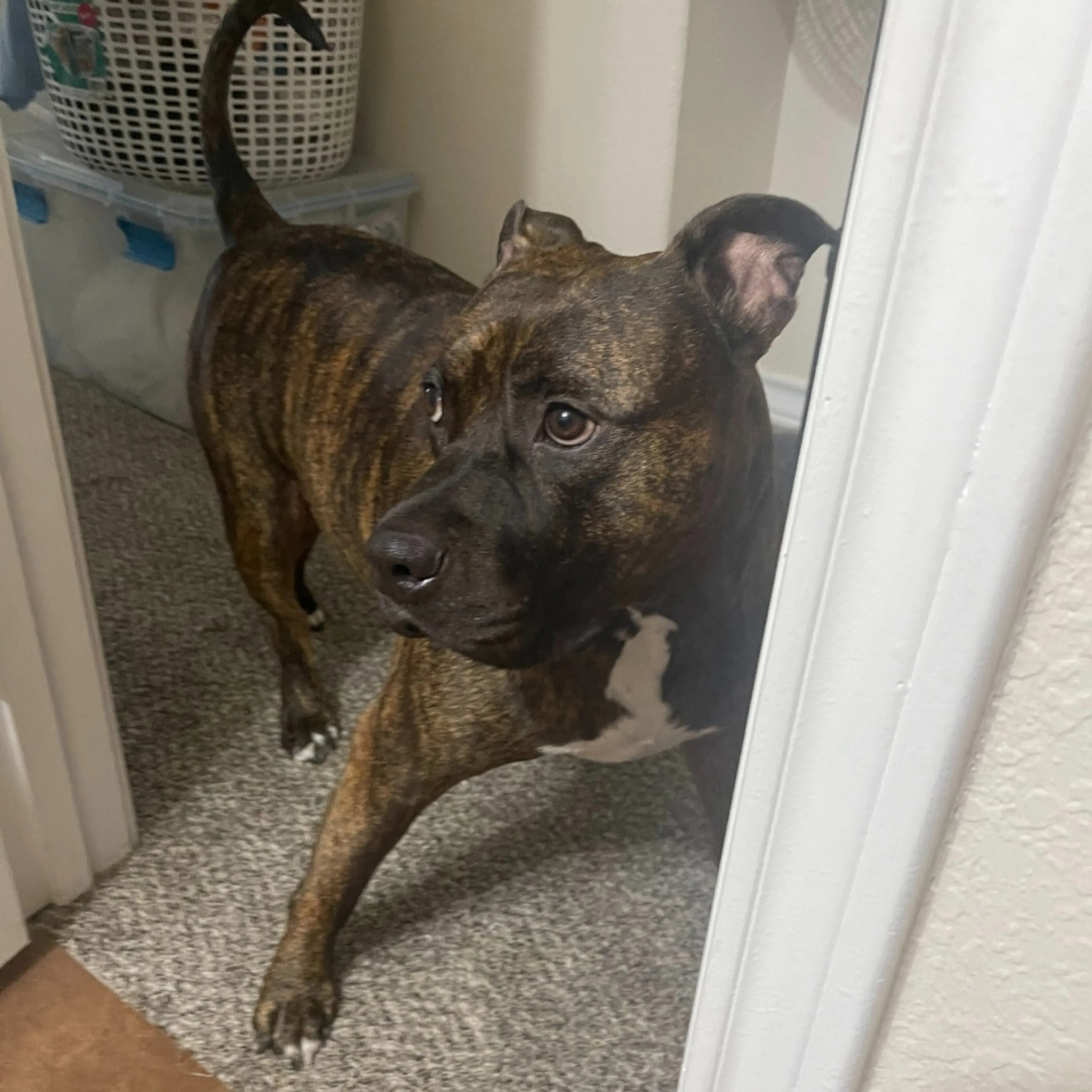 Lost pet-2