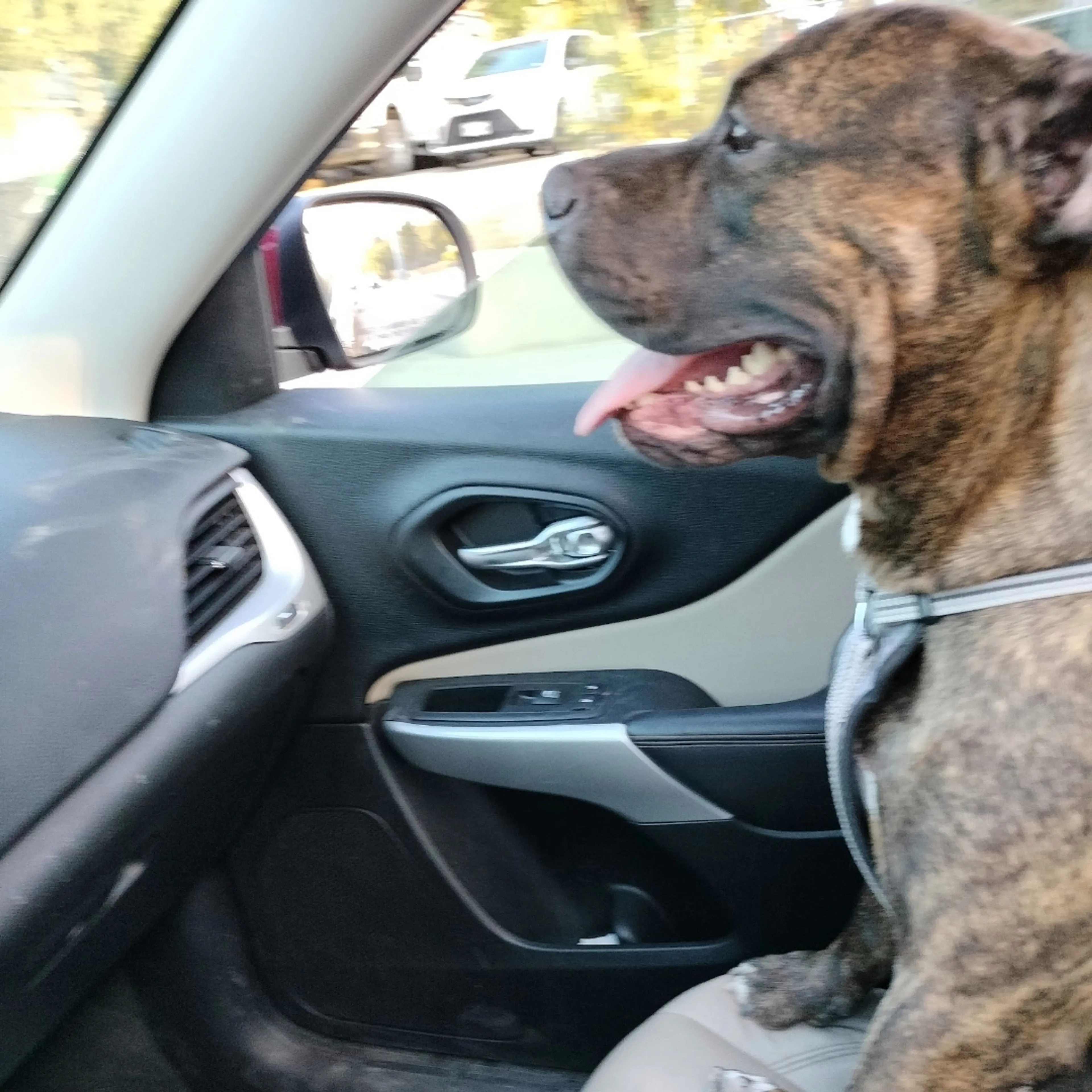 Lost pet-3