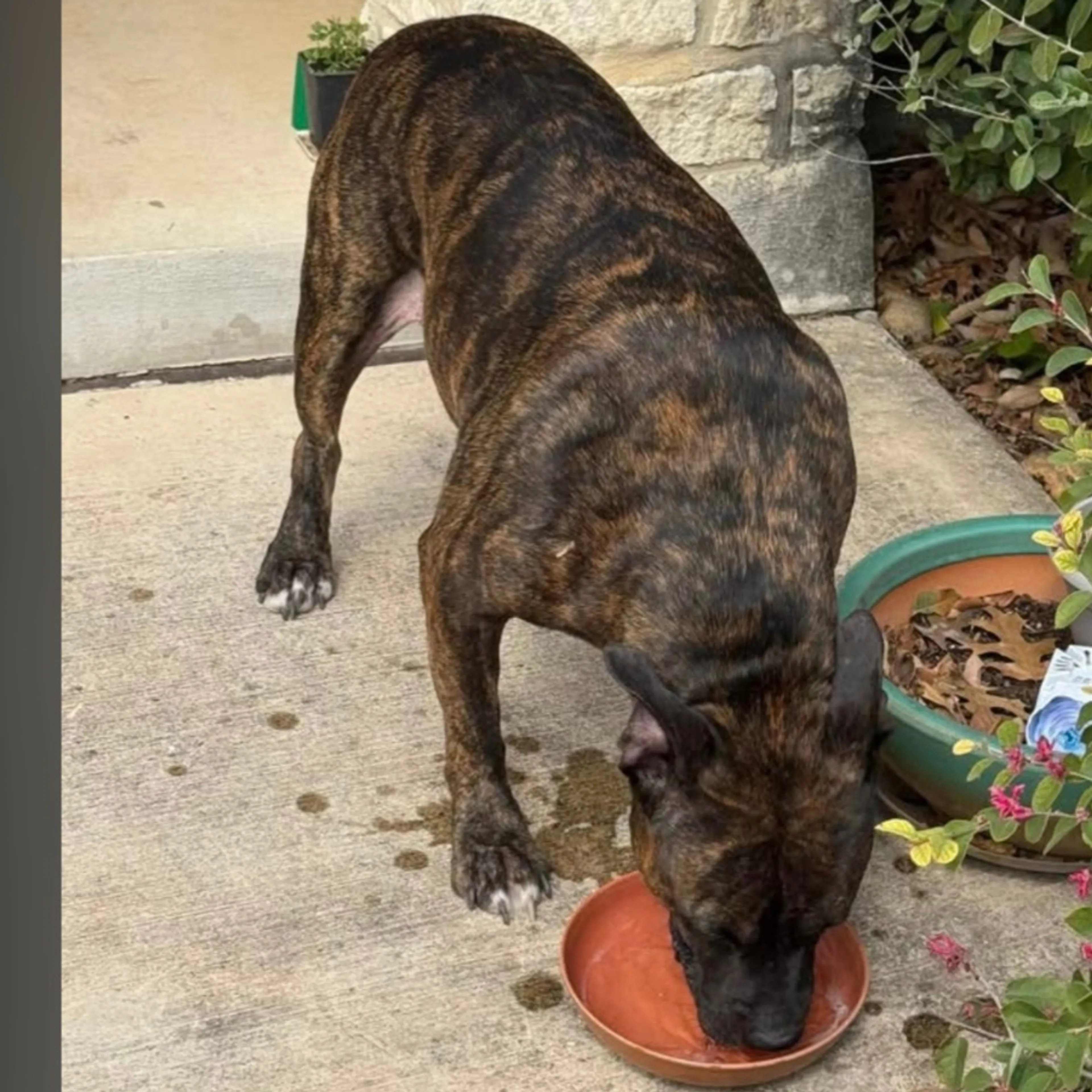 Lost pet-1