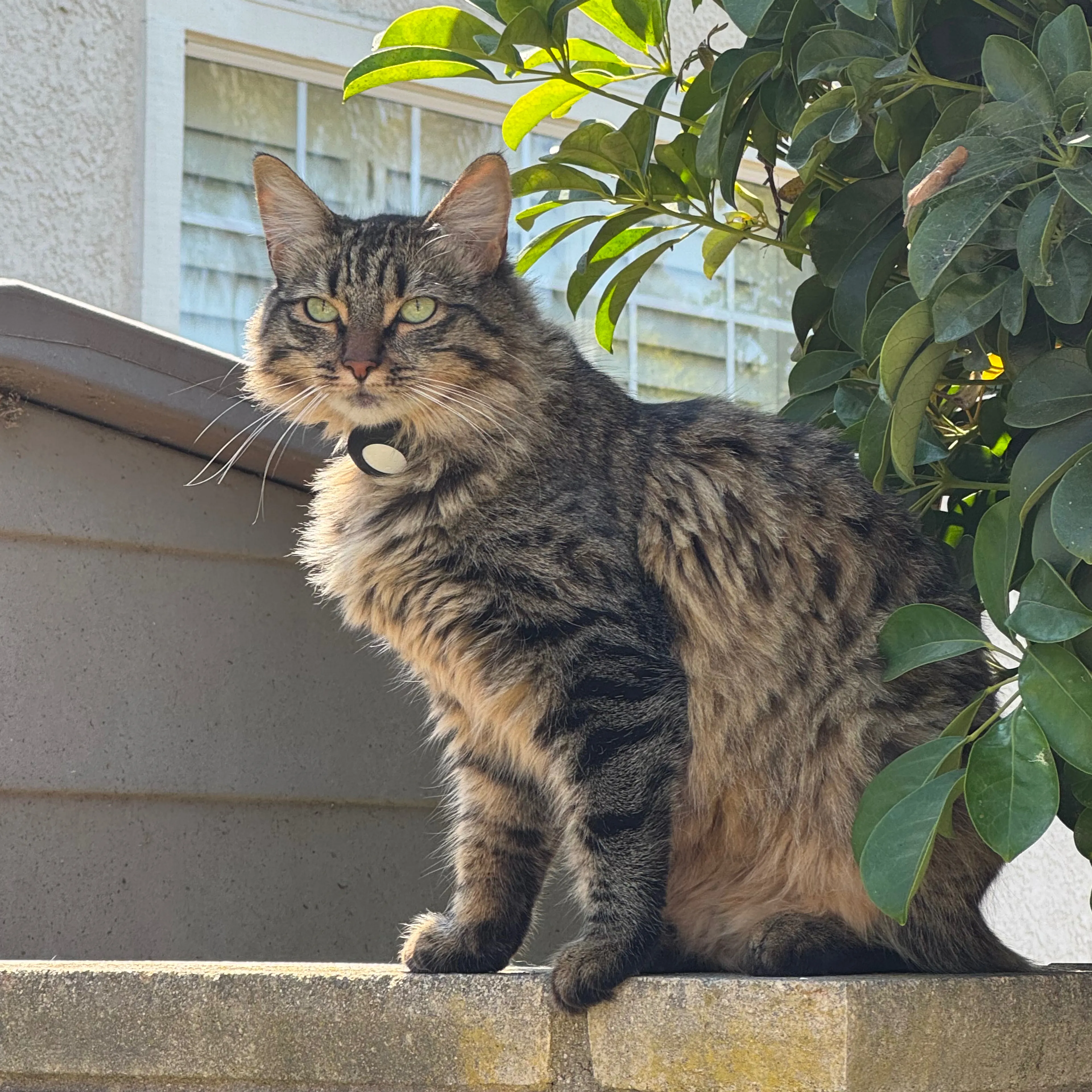 Lost pet-1
