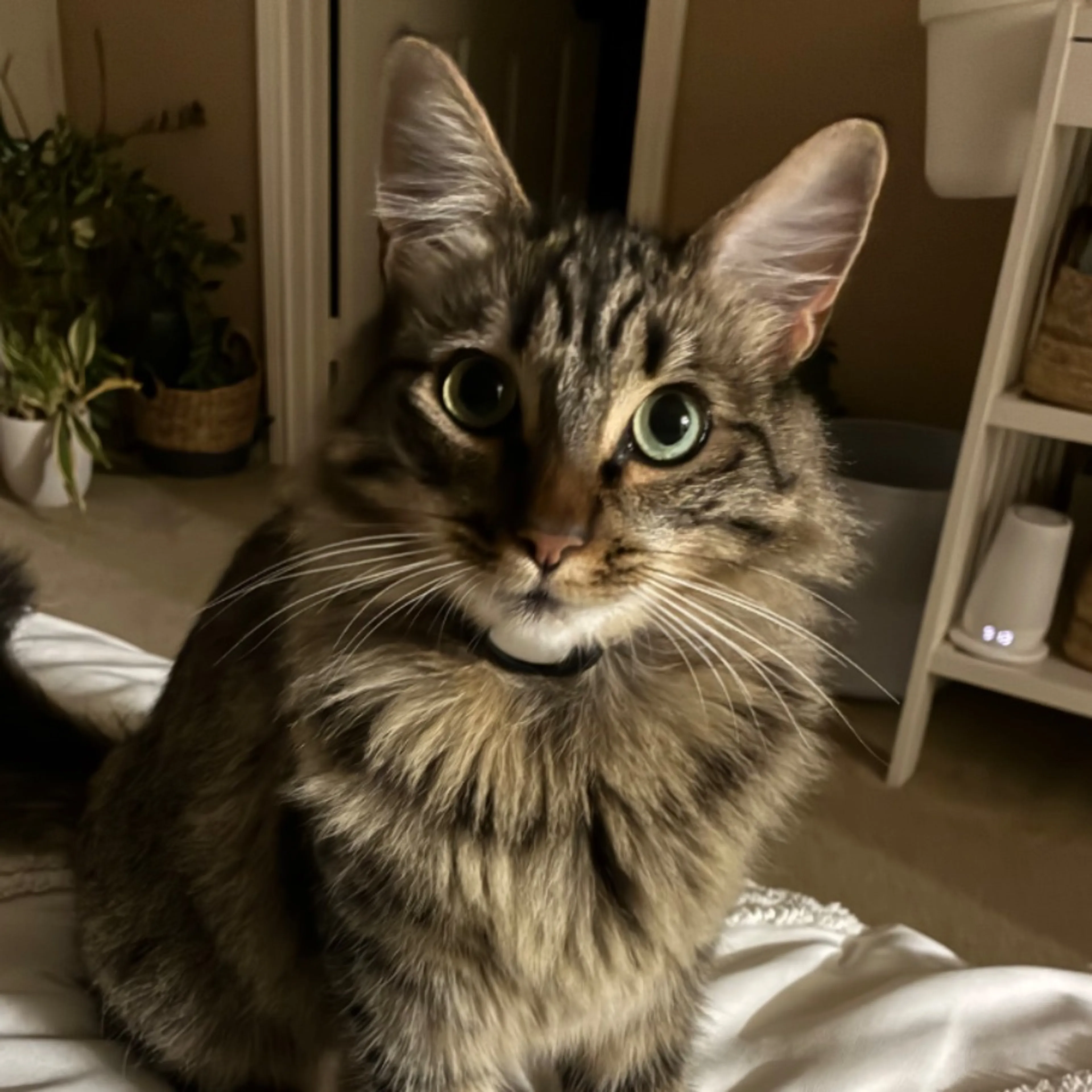 Lost pet-0