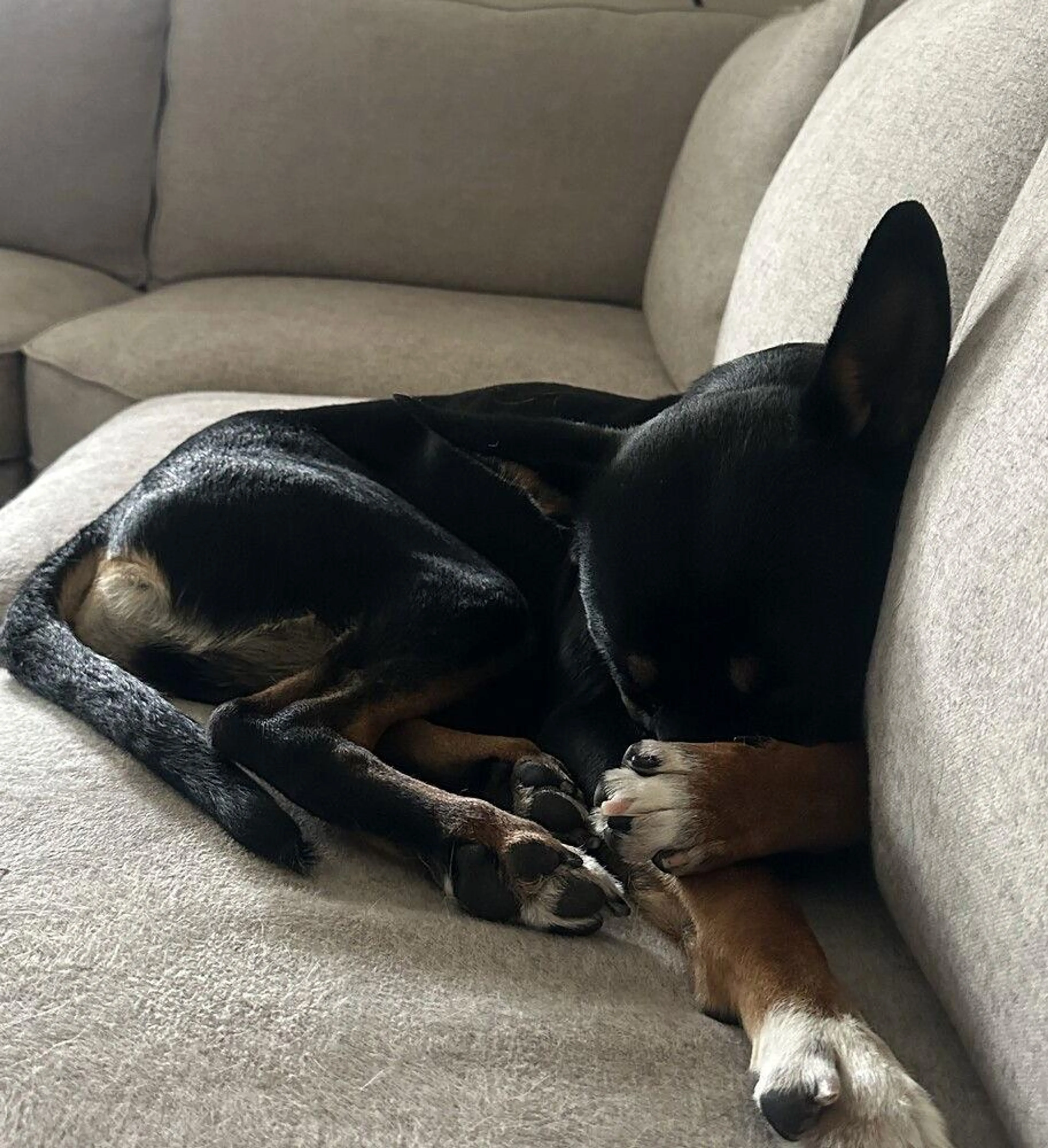 Found pet-1