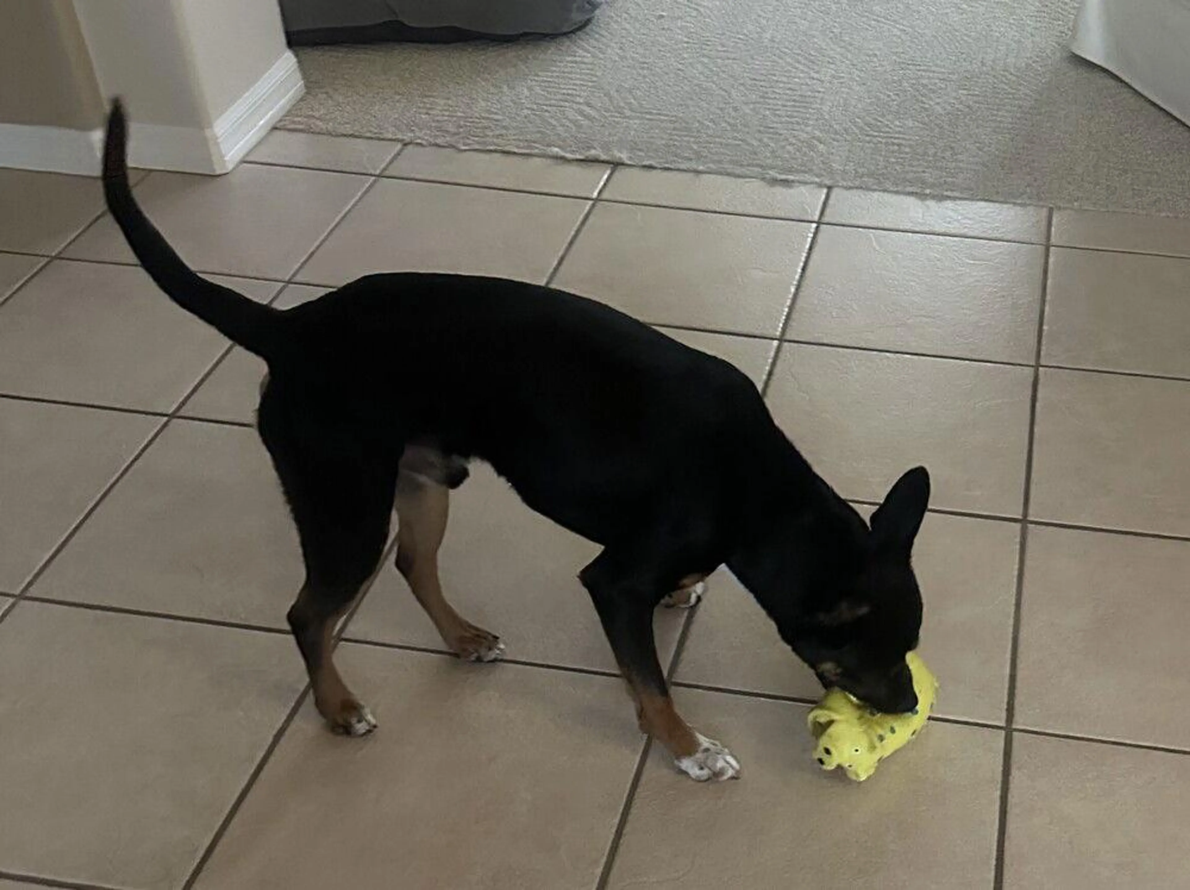 Found pet-0