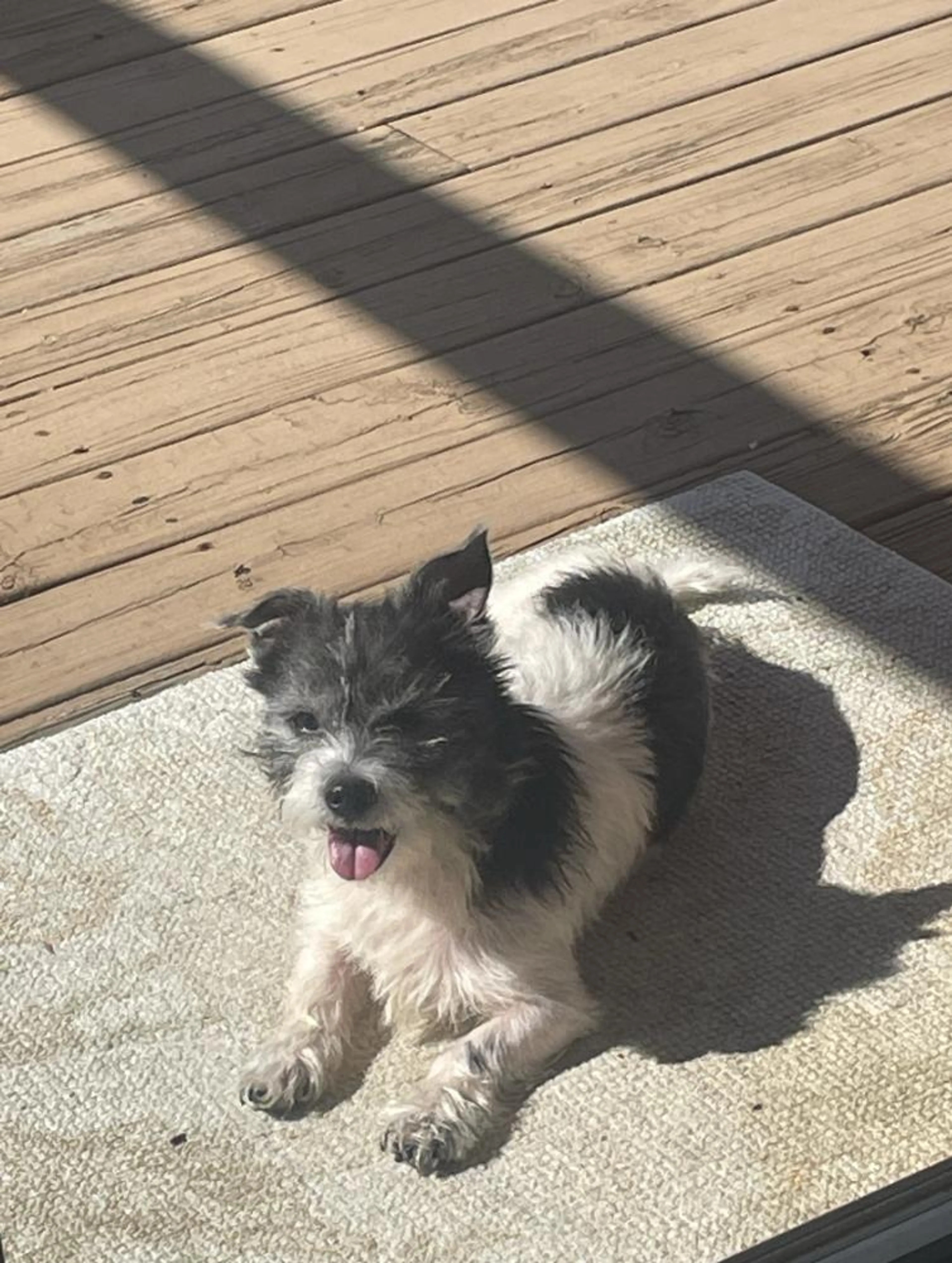 Found pet-1