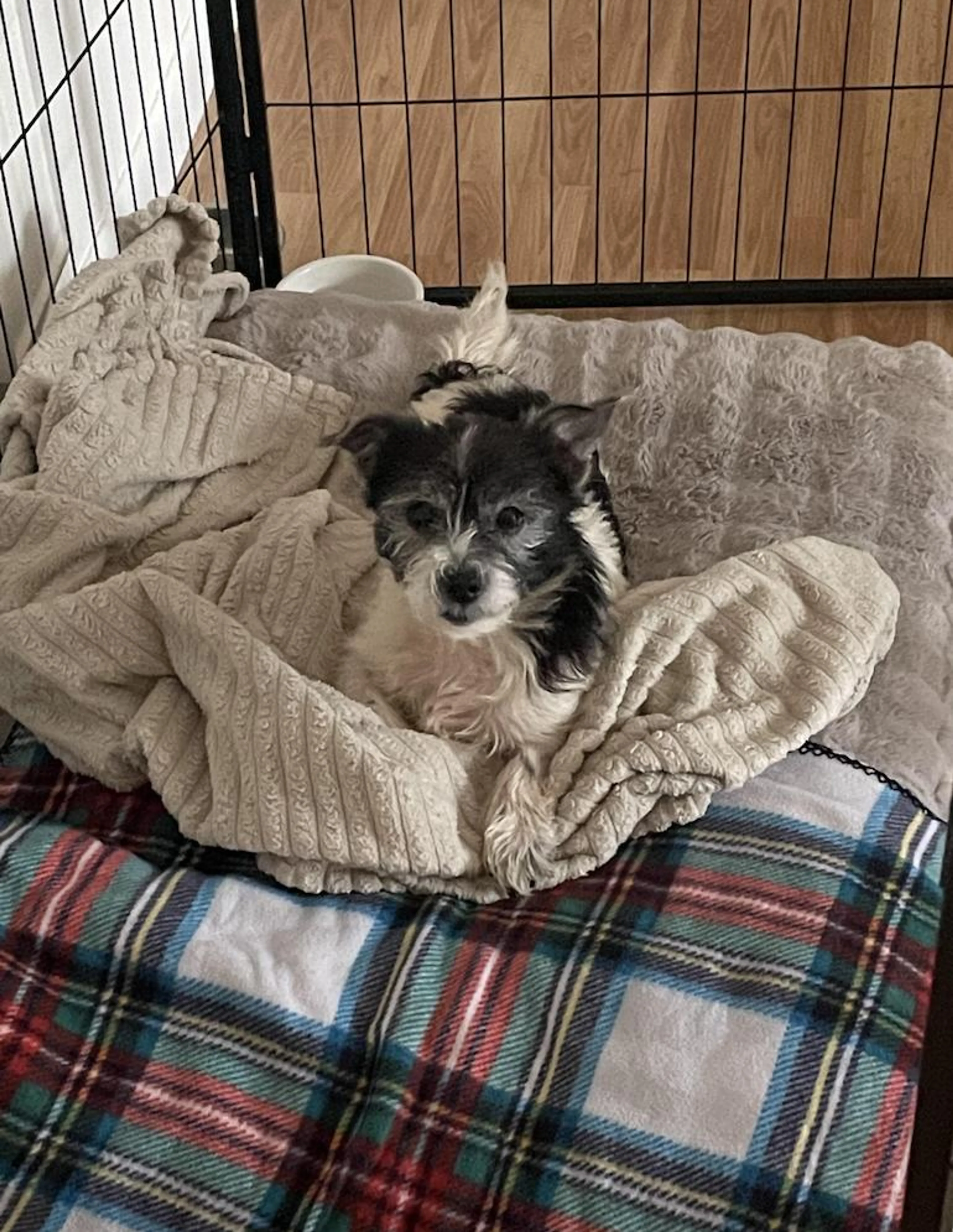 Found pet-2