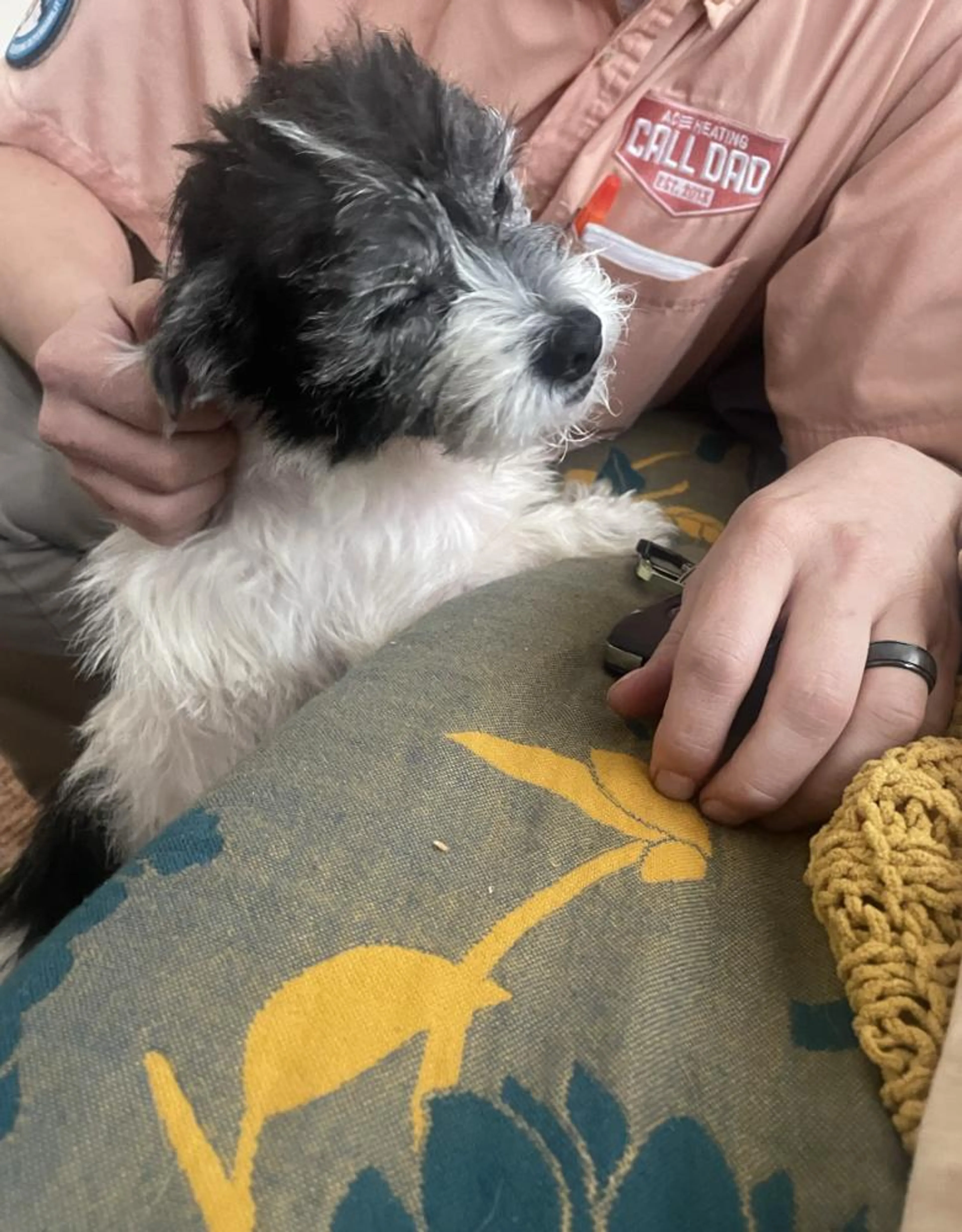 Found pet-0