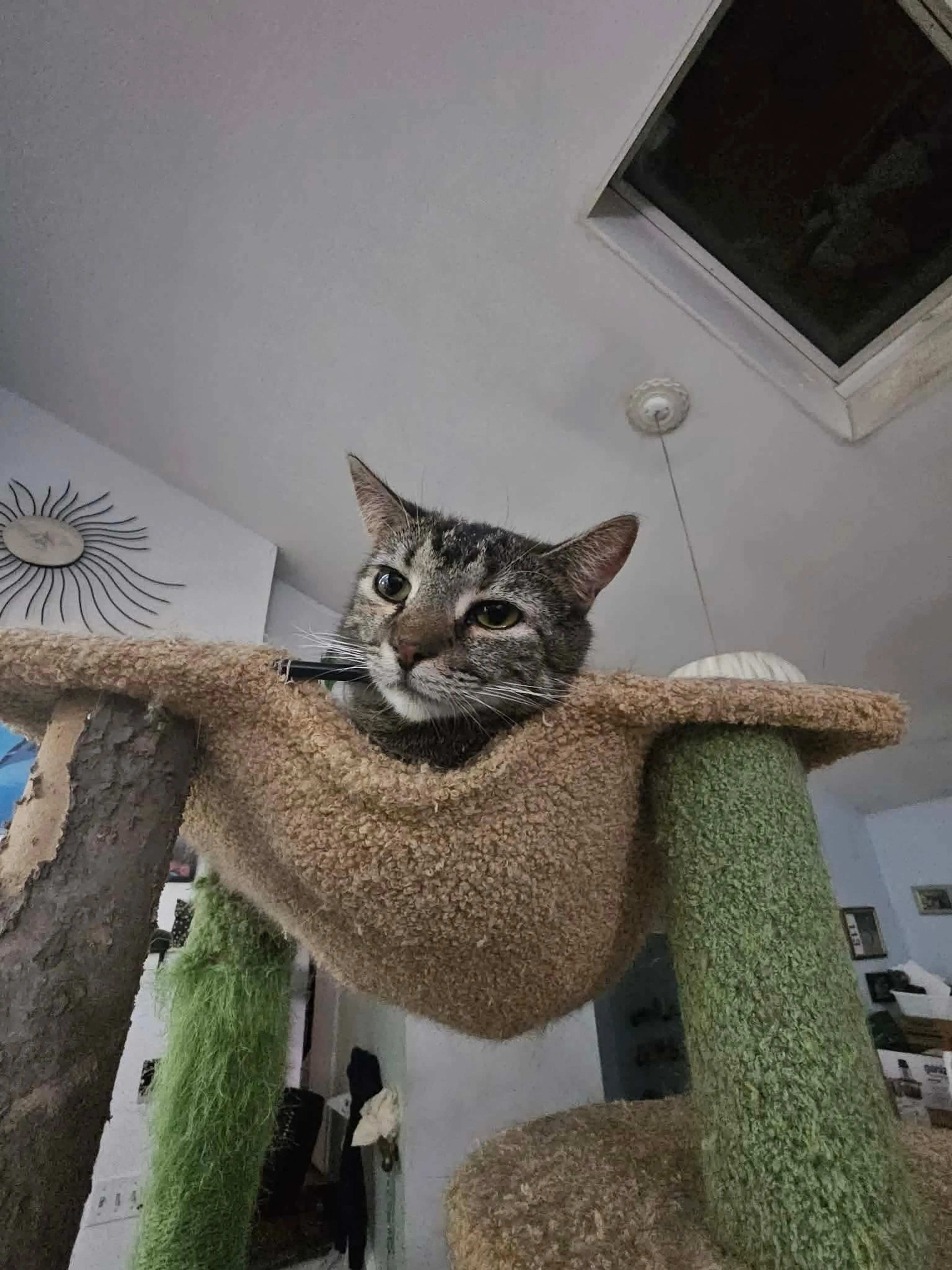 Found pet-2