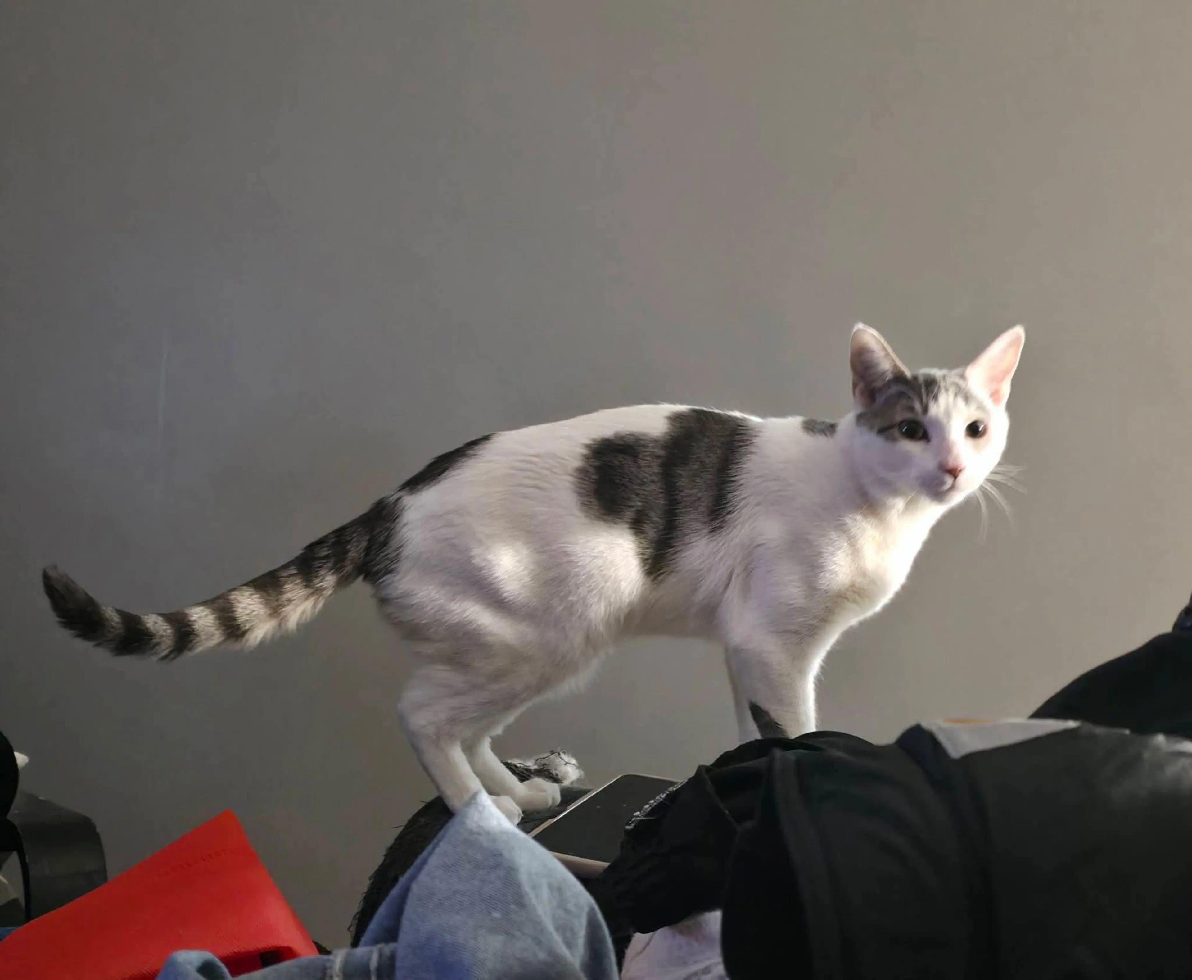 Found pet-2