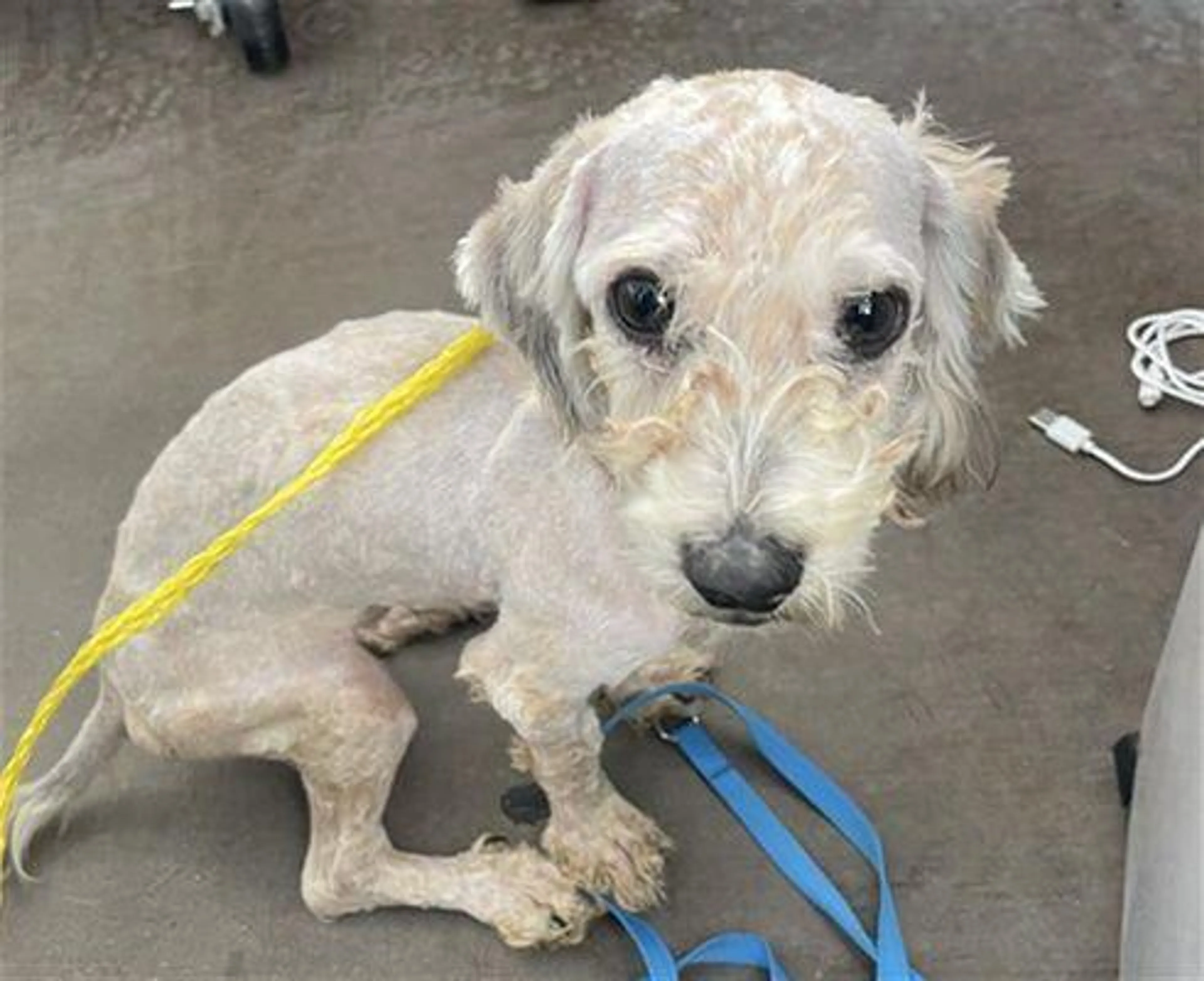 Found pet-2