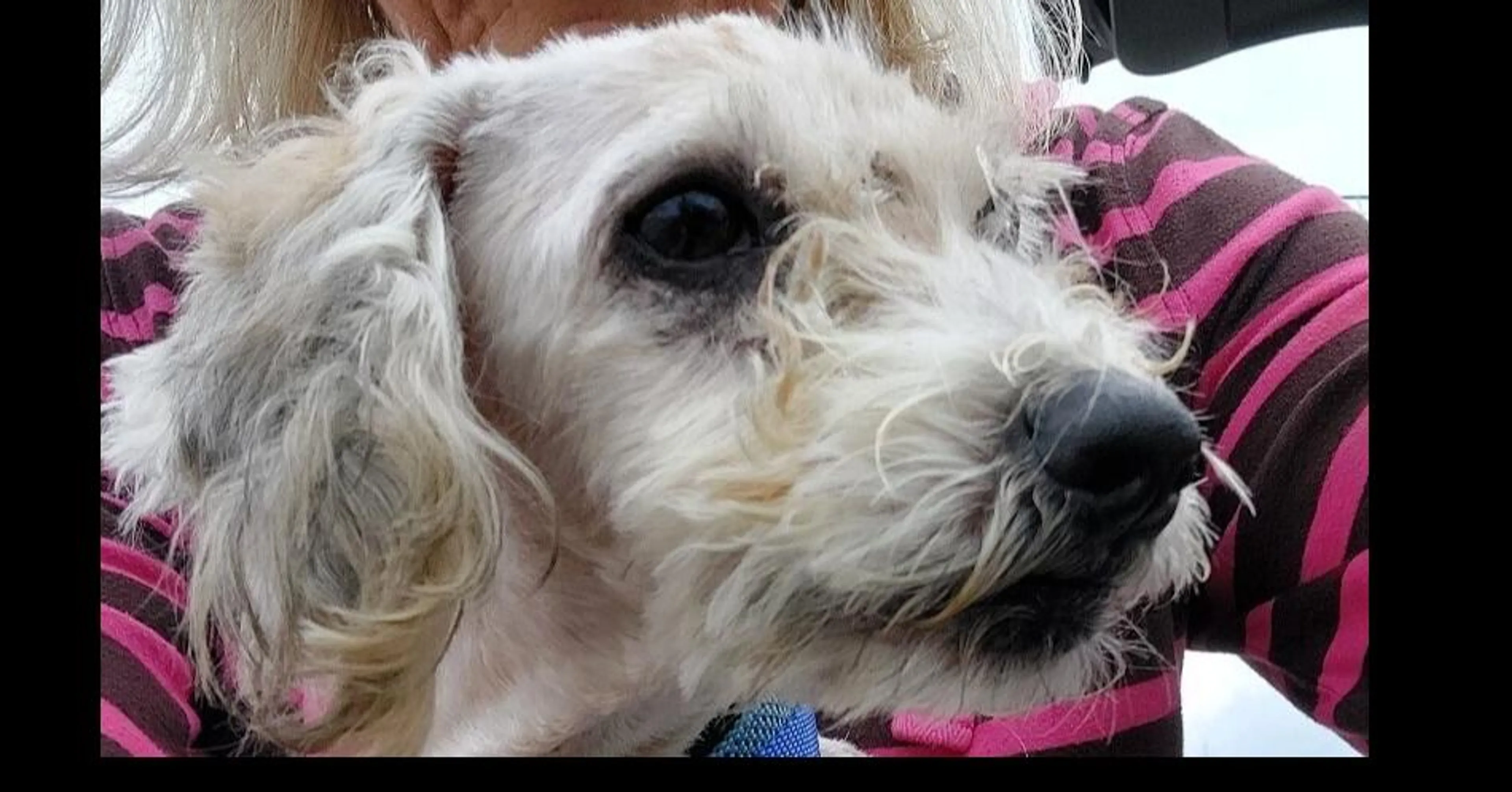 Found pet-4