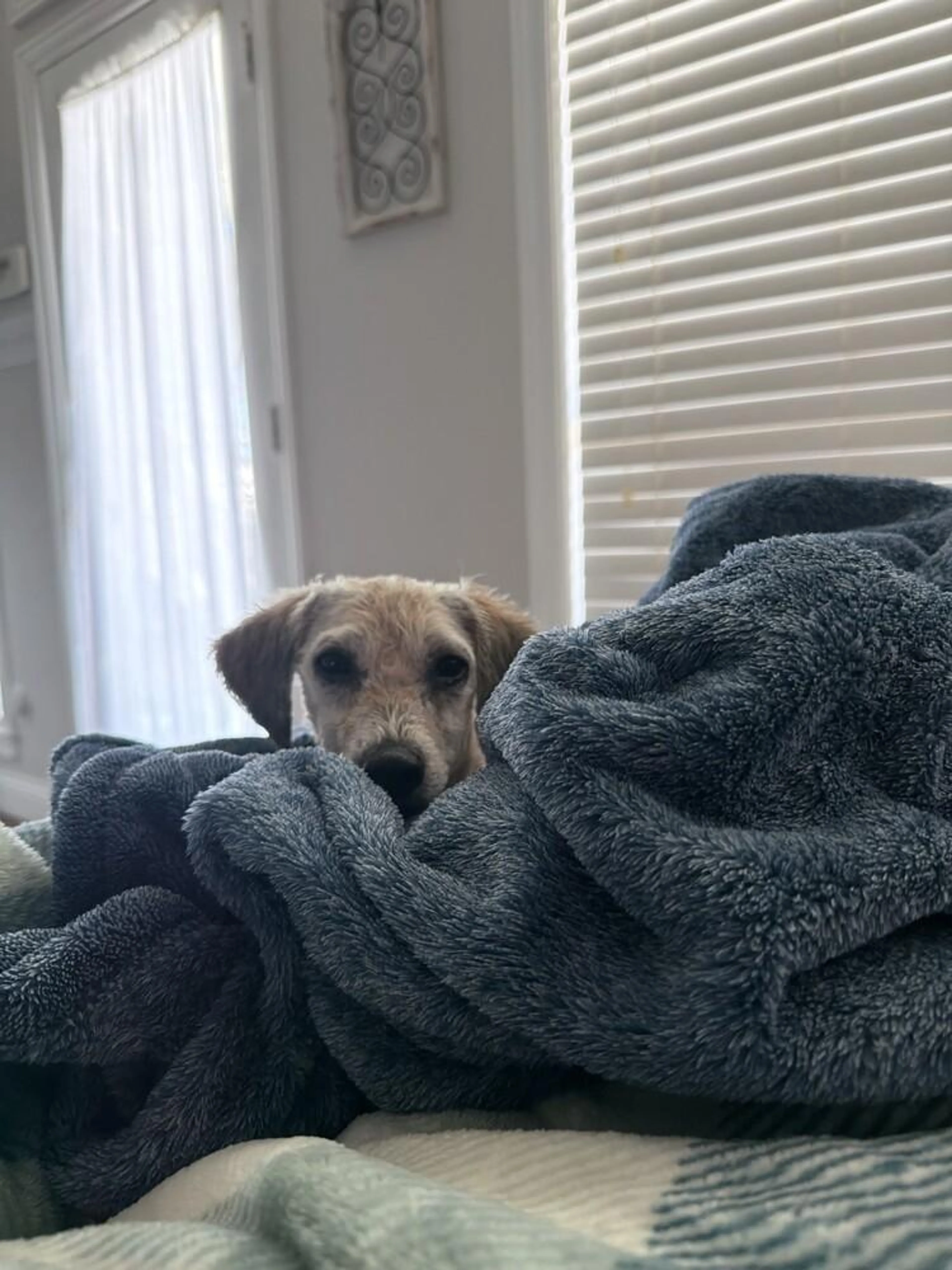 Found pet-5