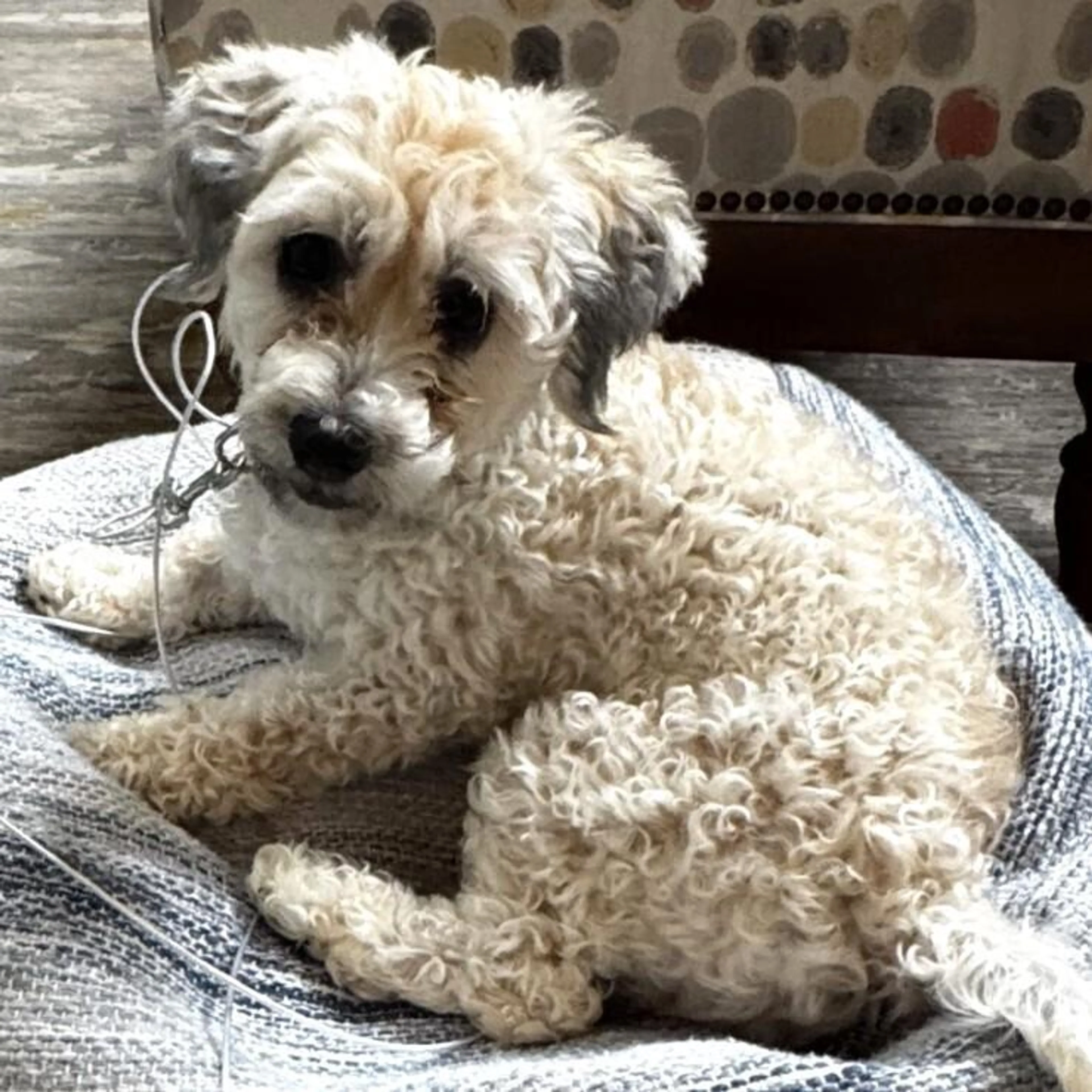 Found pet-3